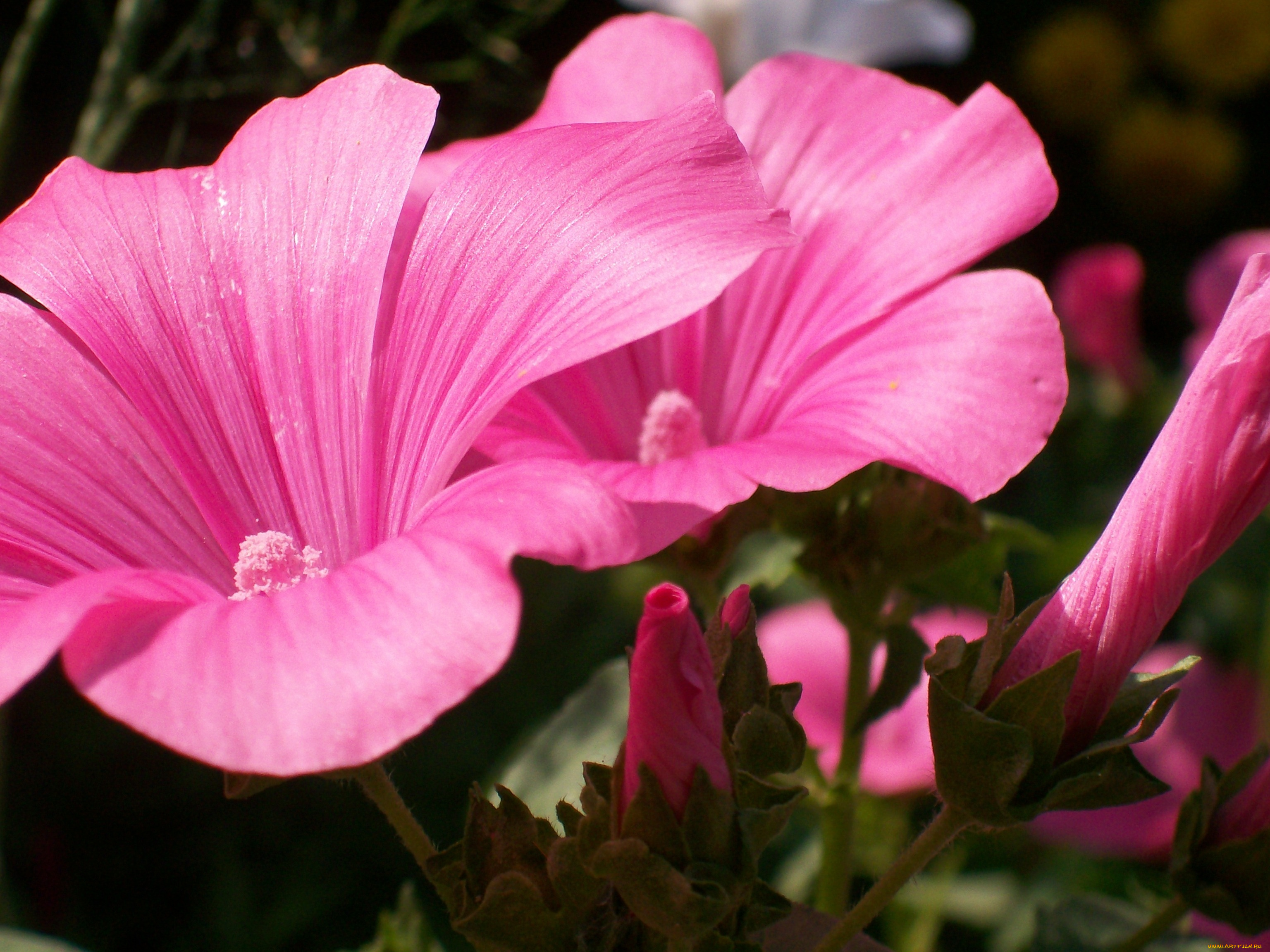 цветы, лаватера