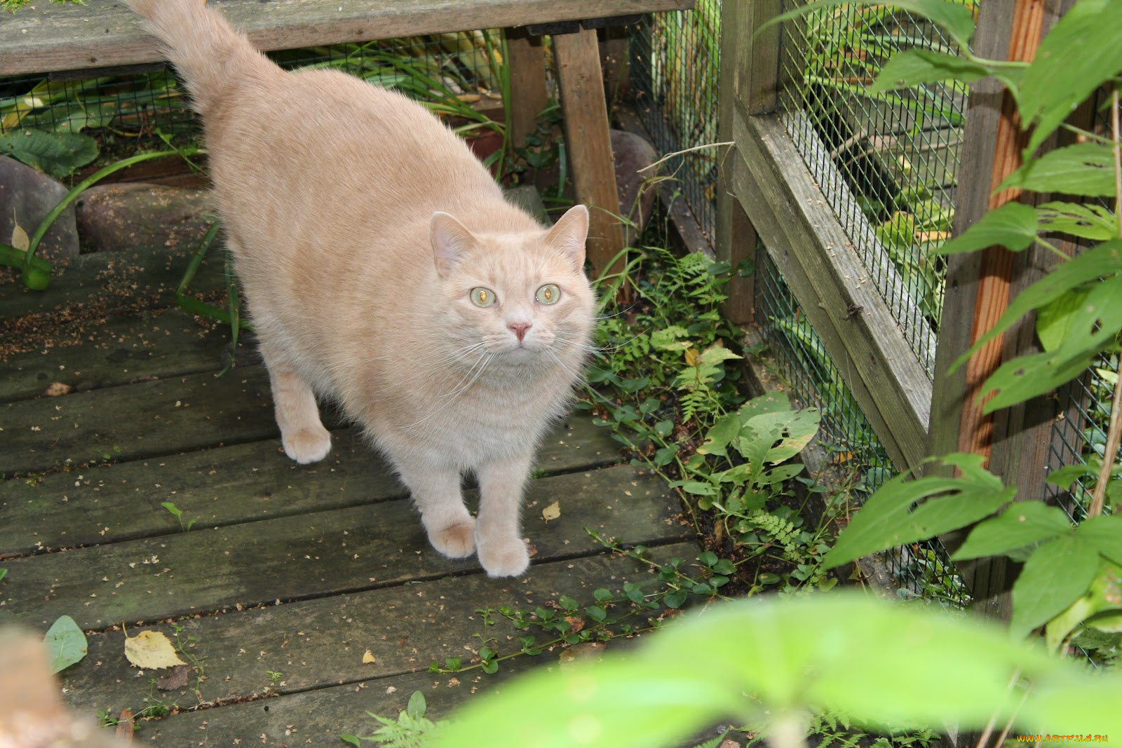 животные, коты, кот