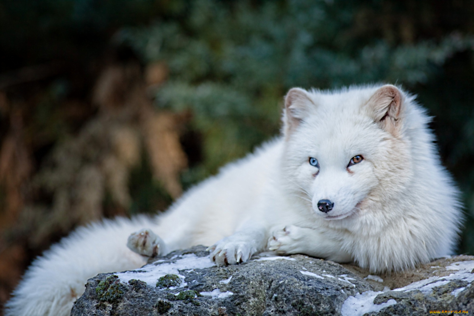 животные, песцы, белый, пушистый