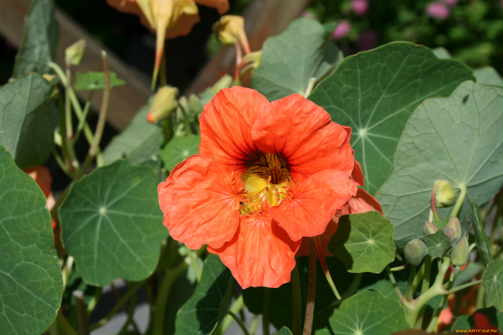 цветы, настурции, цветок