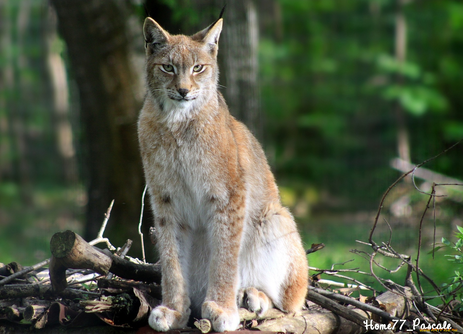 животные, рыси, лес, кисточки