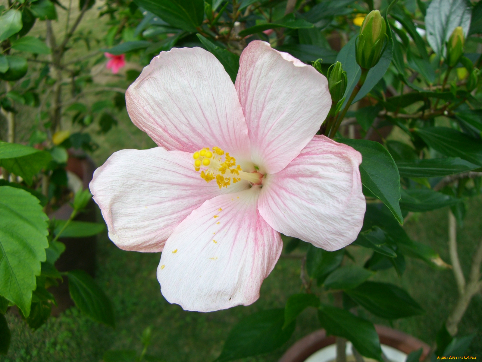 цветы, гибискусы
