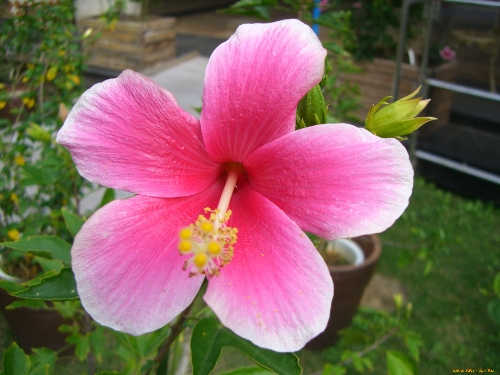 цветы, гибискусы