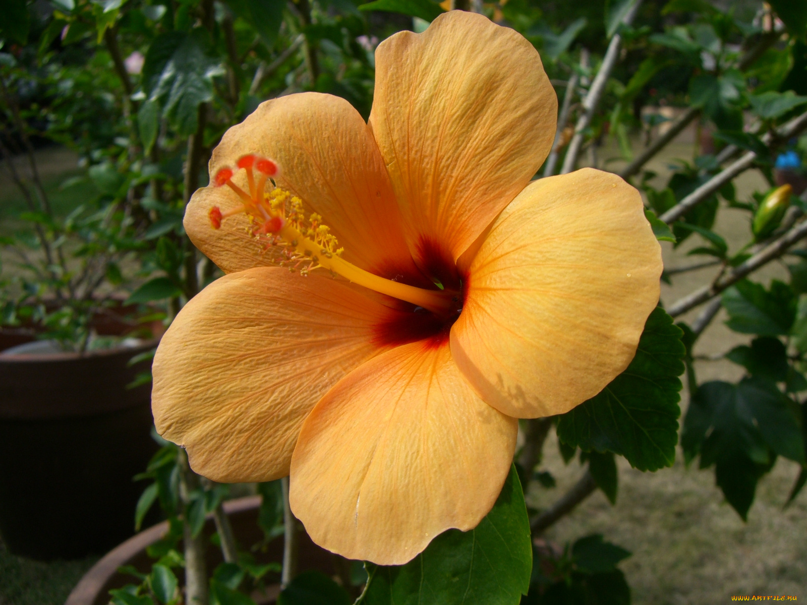 цветы, гибискусы