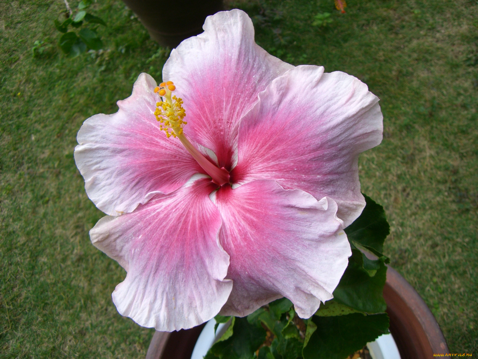 цветы, гибискусы