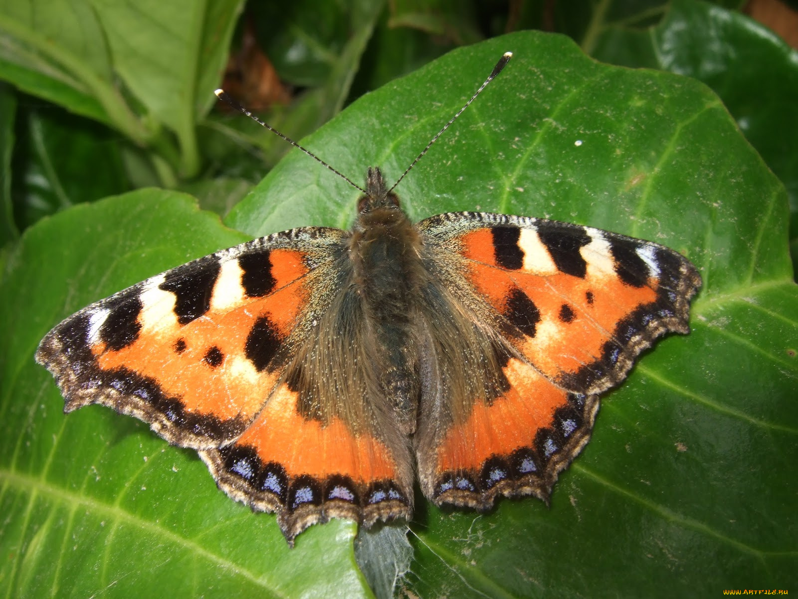 животные, бабочки, бабочка