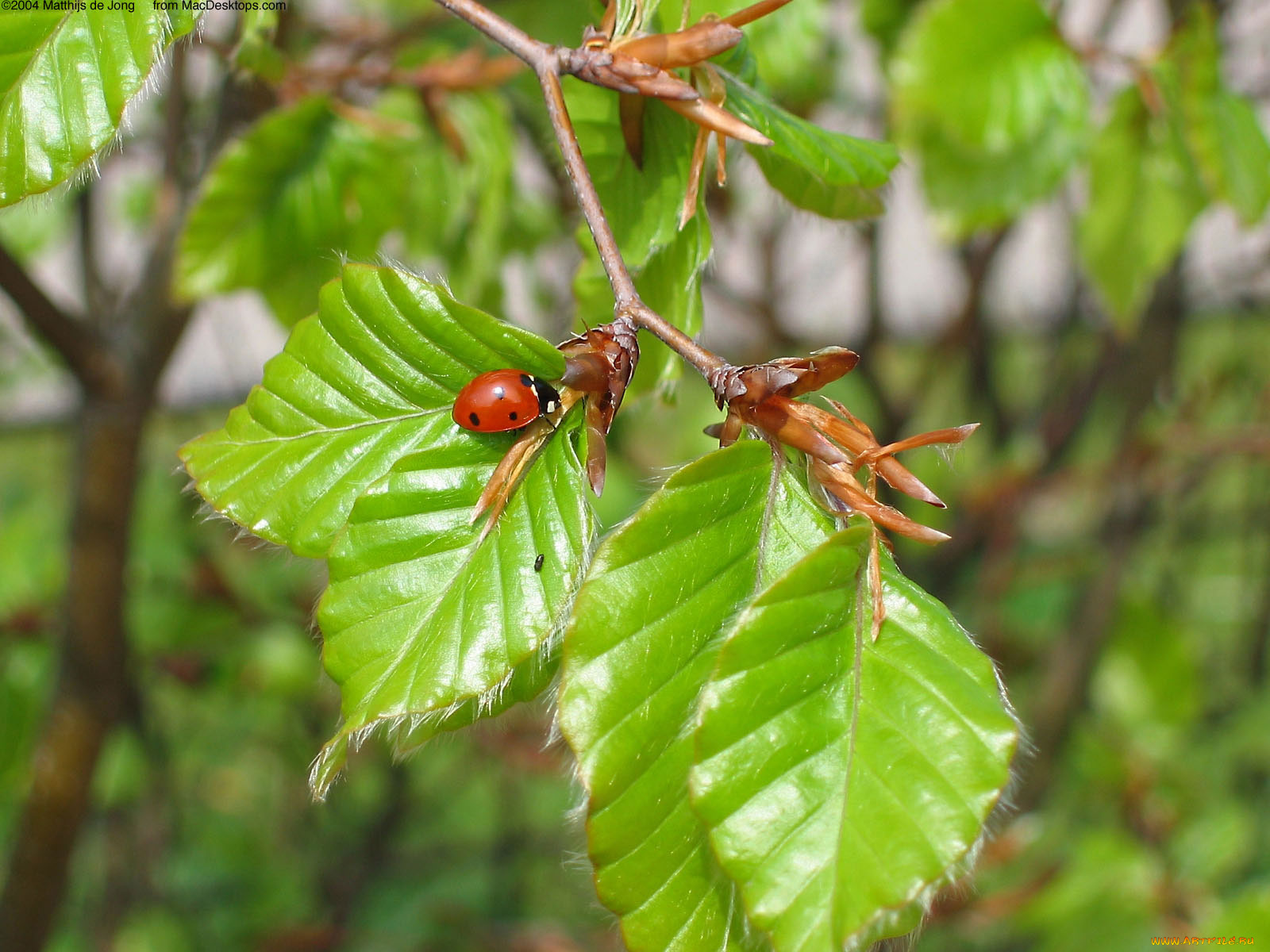 животные, божьи, коровки, ветка, листья