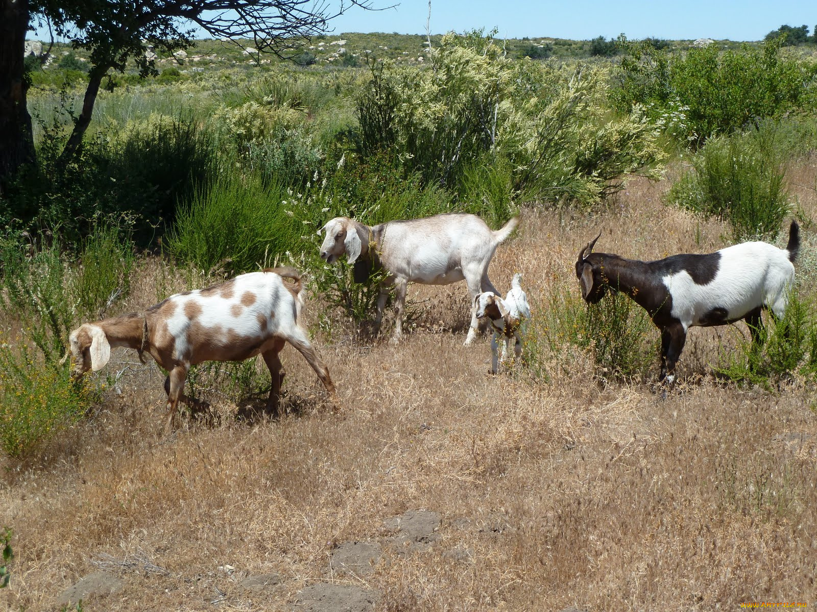 животные, козы