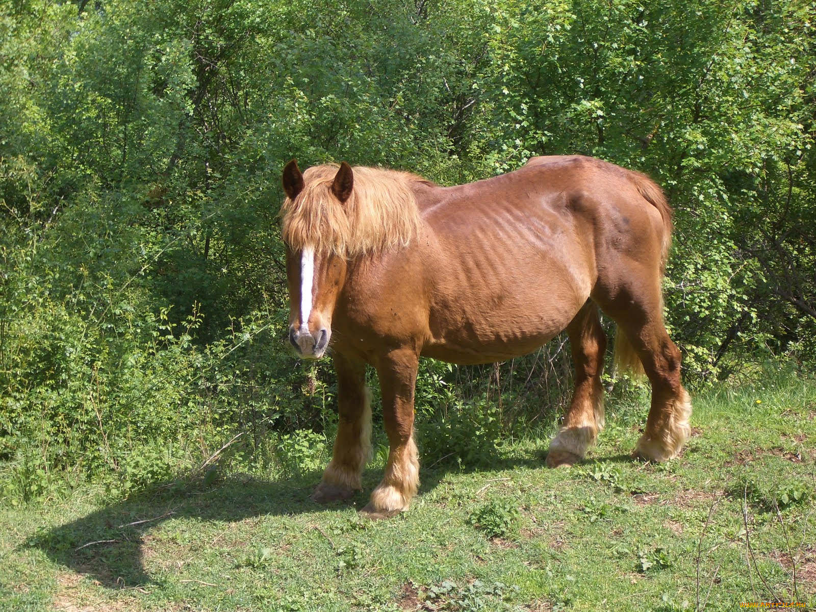 животные, лошади, лошадь