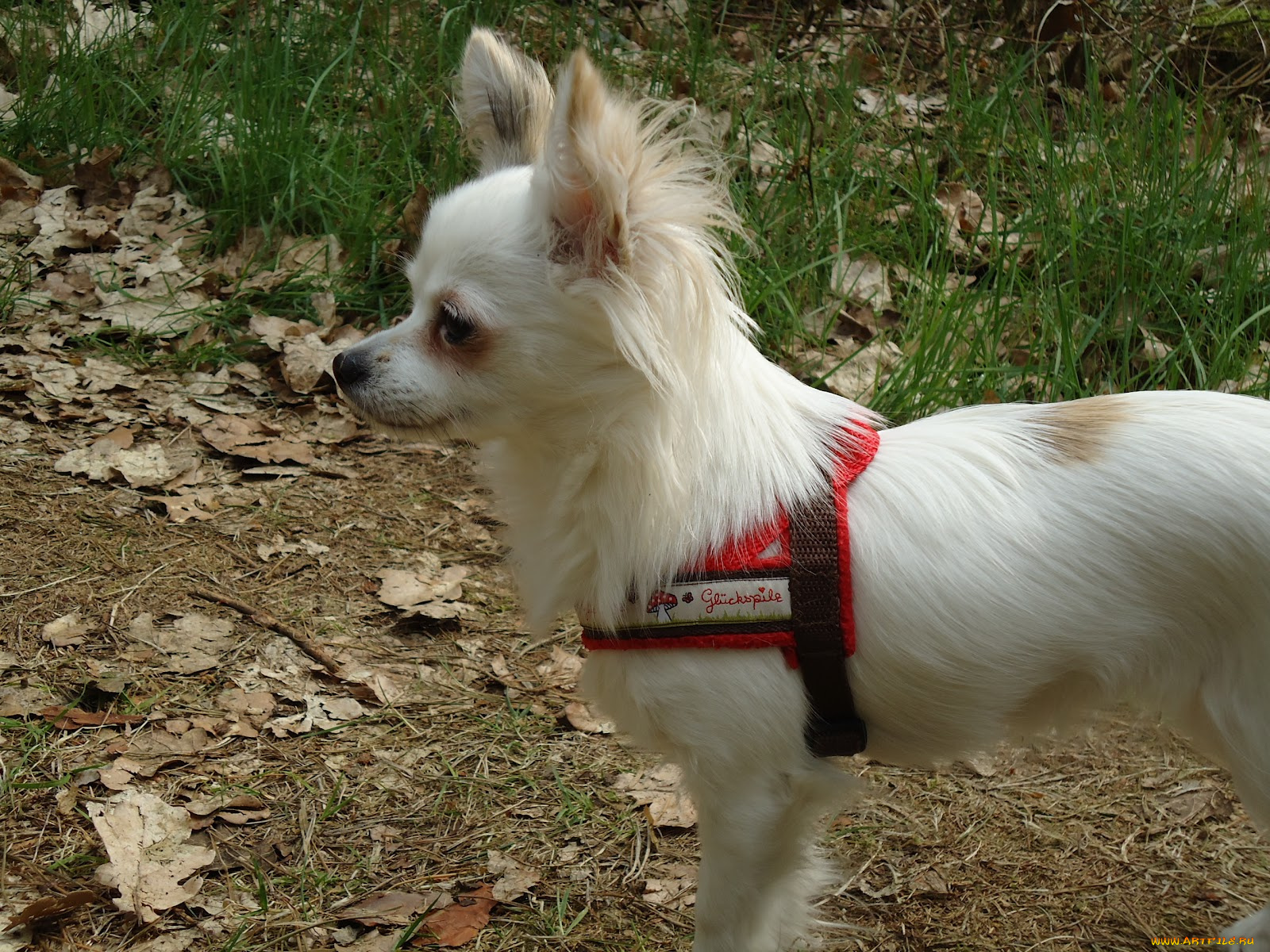 животные, собаки, собачка