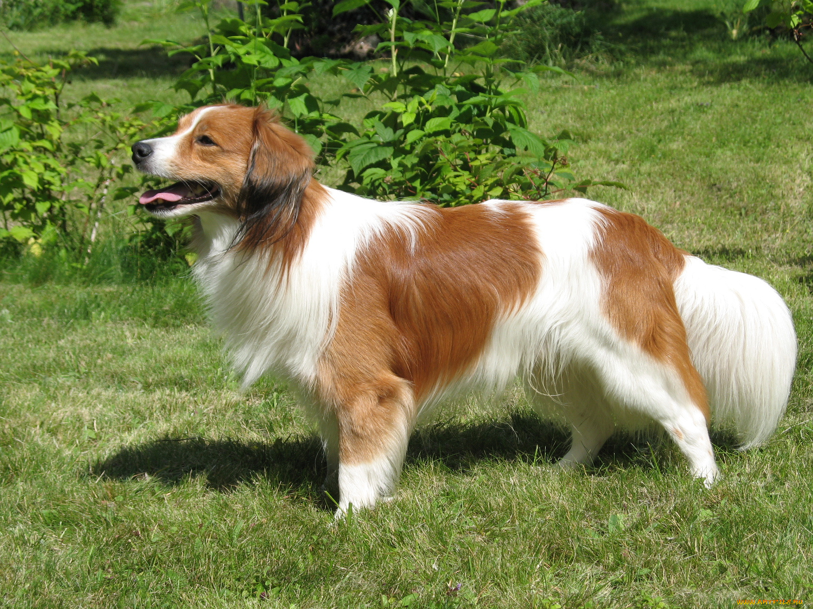 животные, собаки, собака