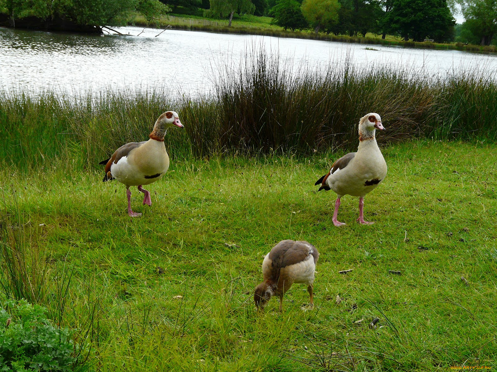 животные, утки, гуси