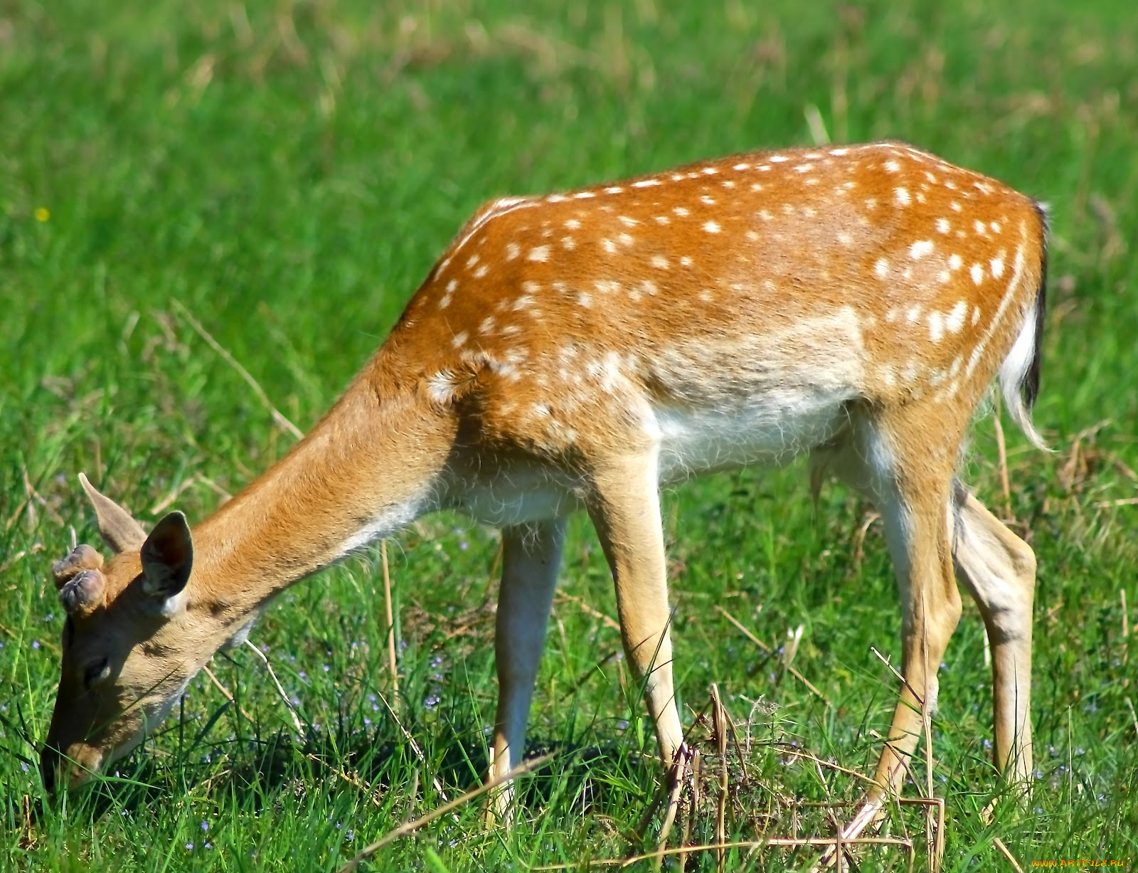 животные, олени