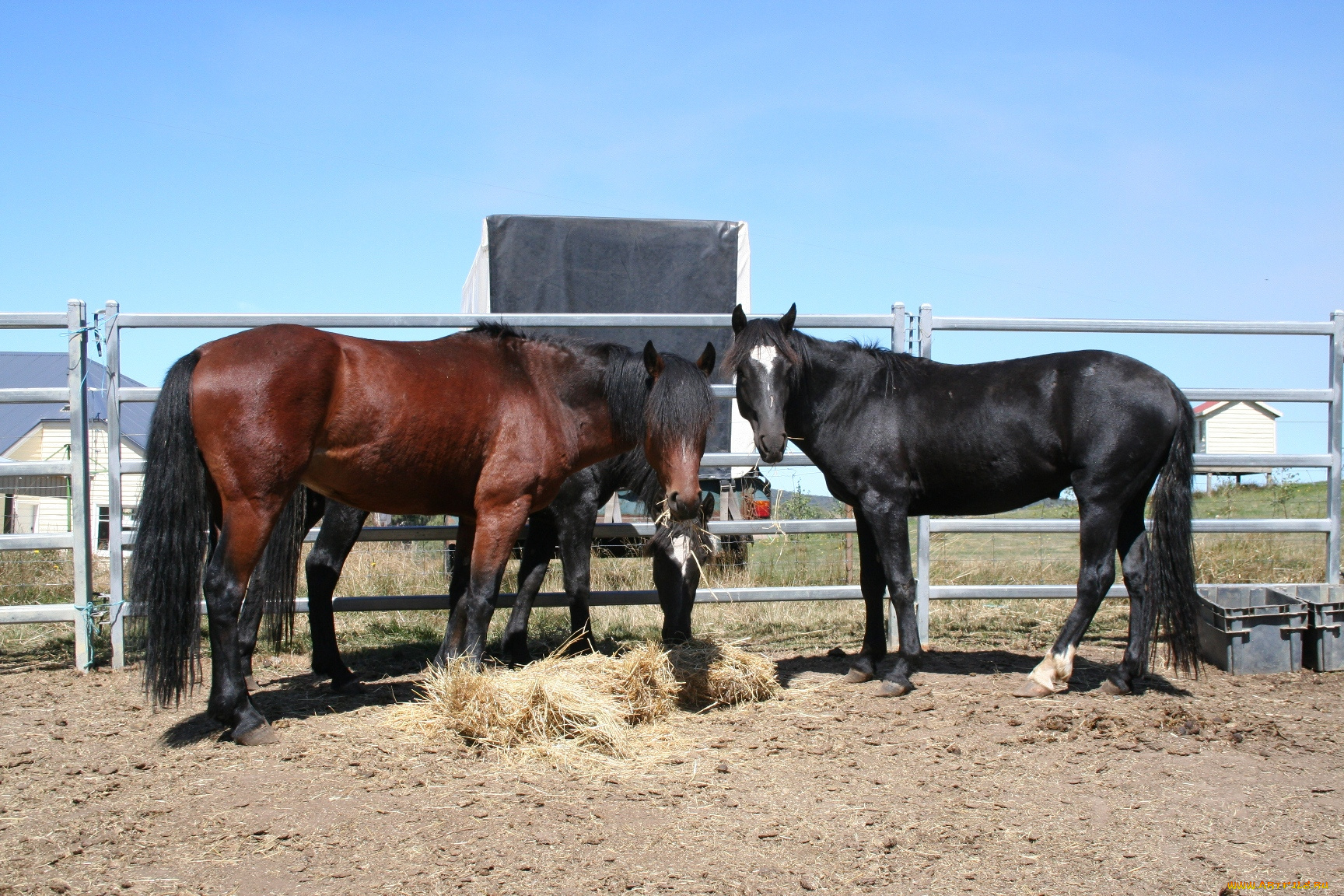 животные, лошади