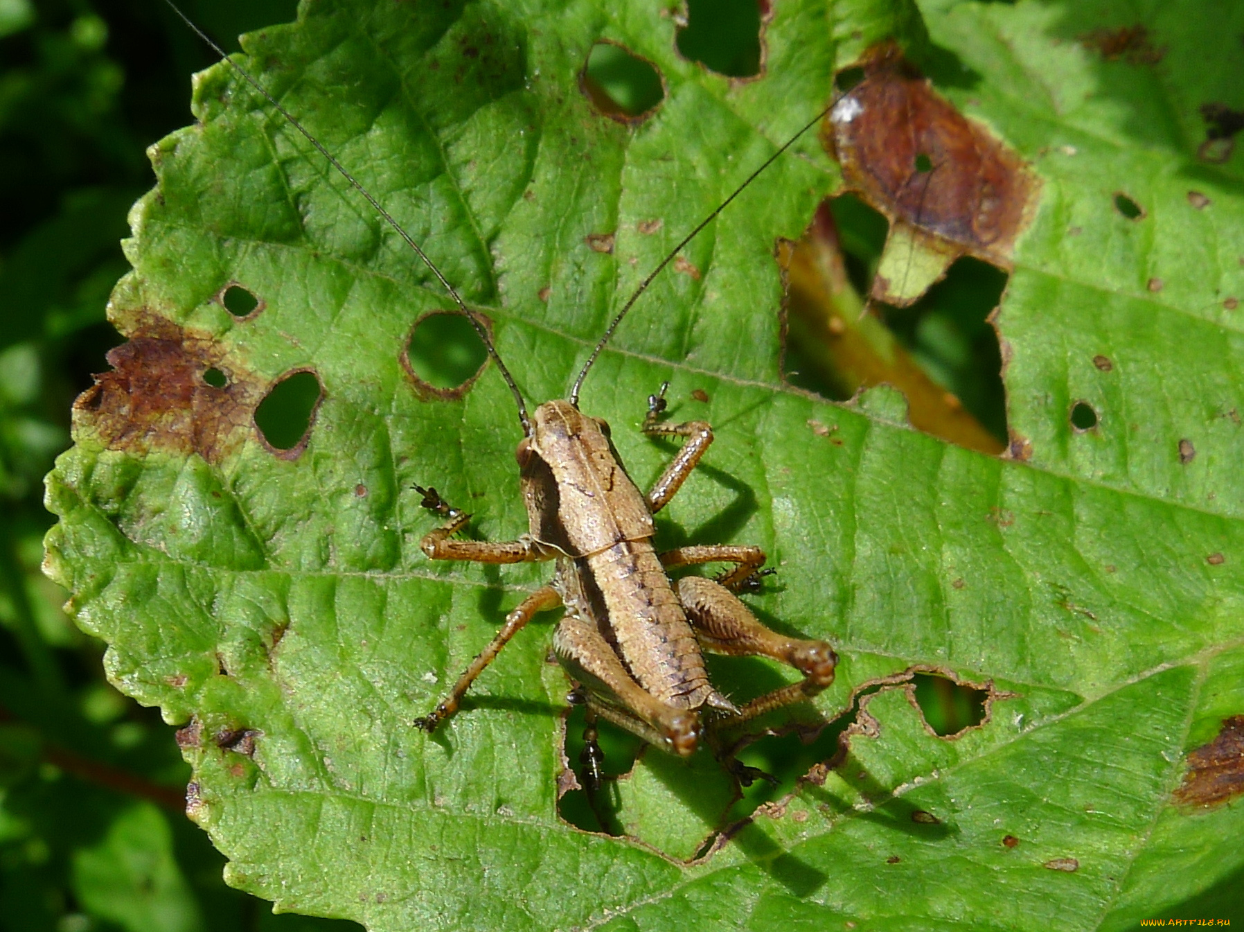 животные, кузнечики, саранча, кузнечик