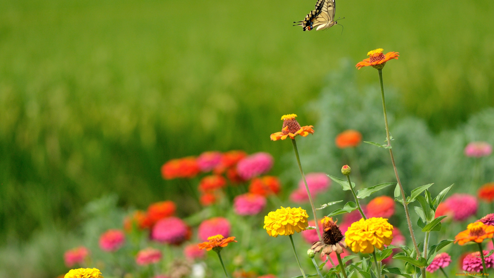 цветы, цинния, цветение, бабочка