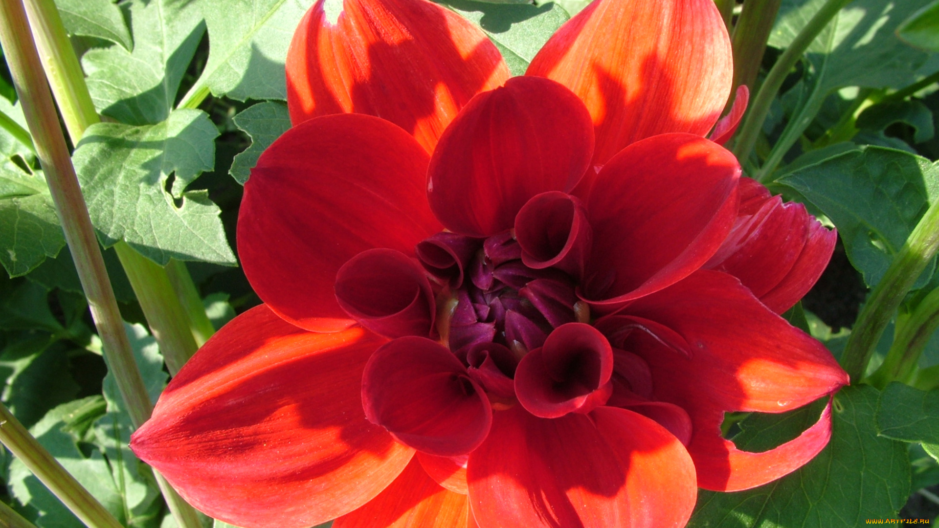 цветы, георгины