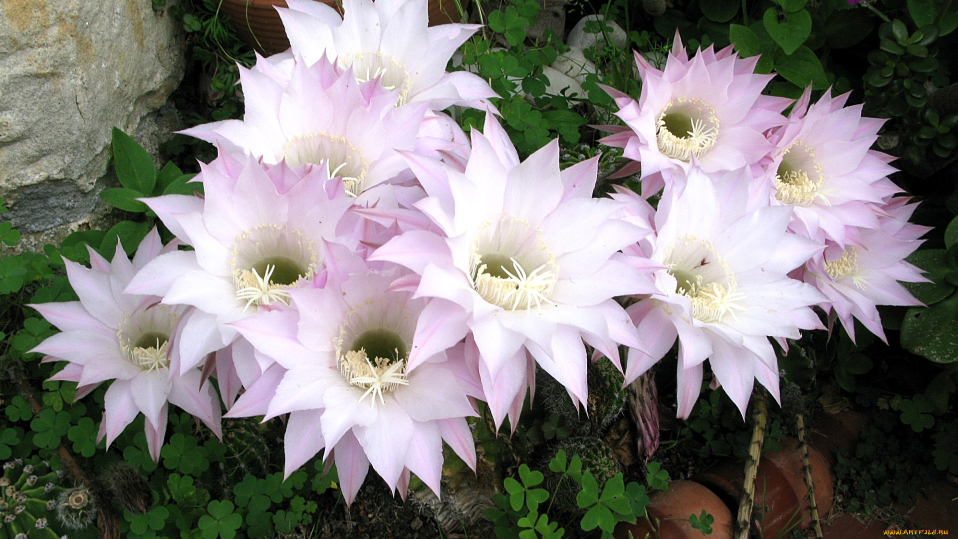 цветы, кактусы, розовый, цветение