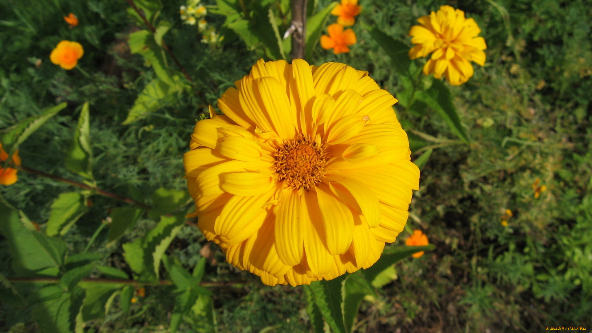 цветы, лепестки