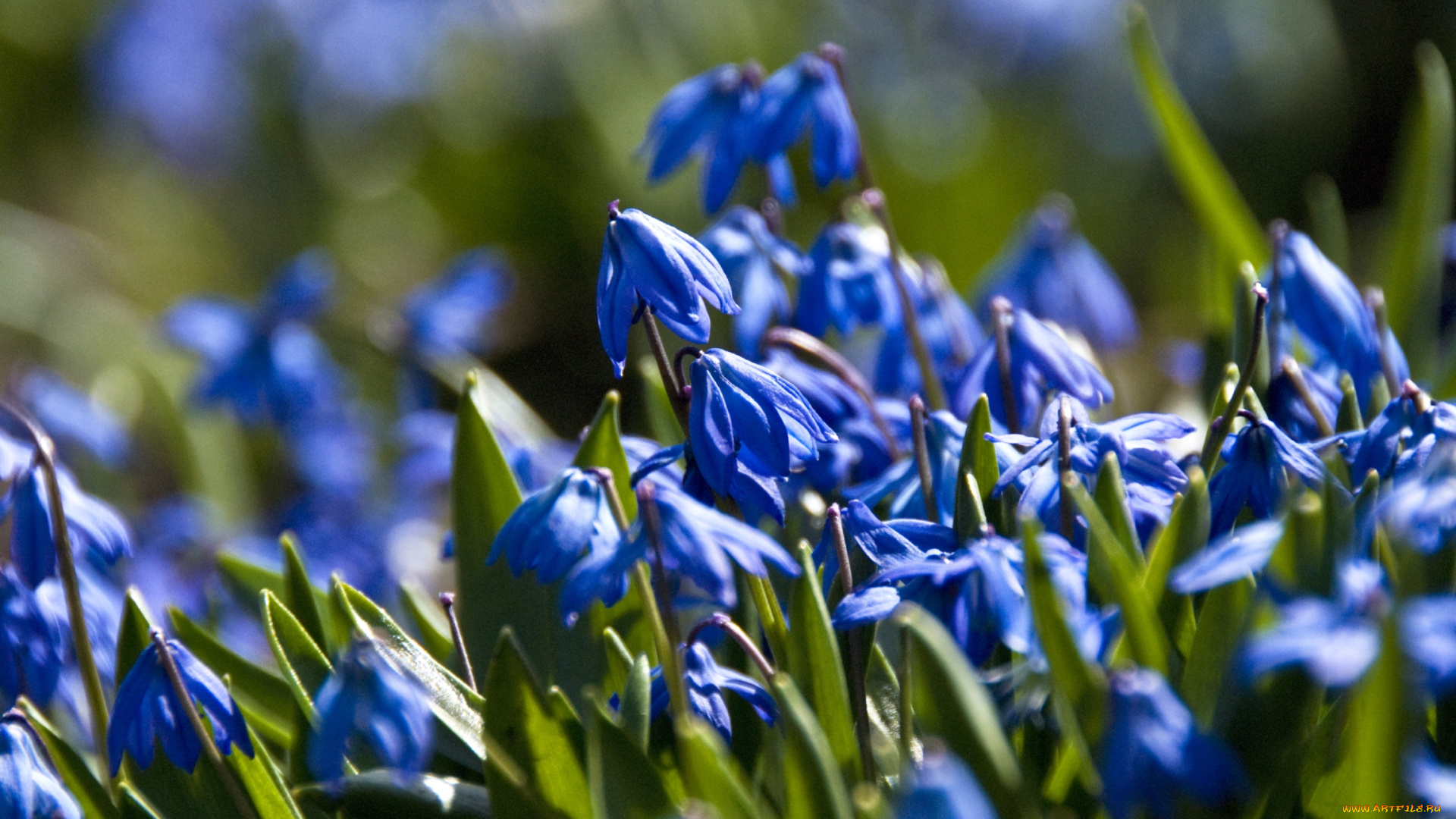 цветы, подснежники, белоцветник, синий, много