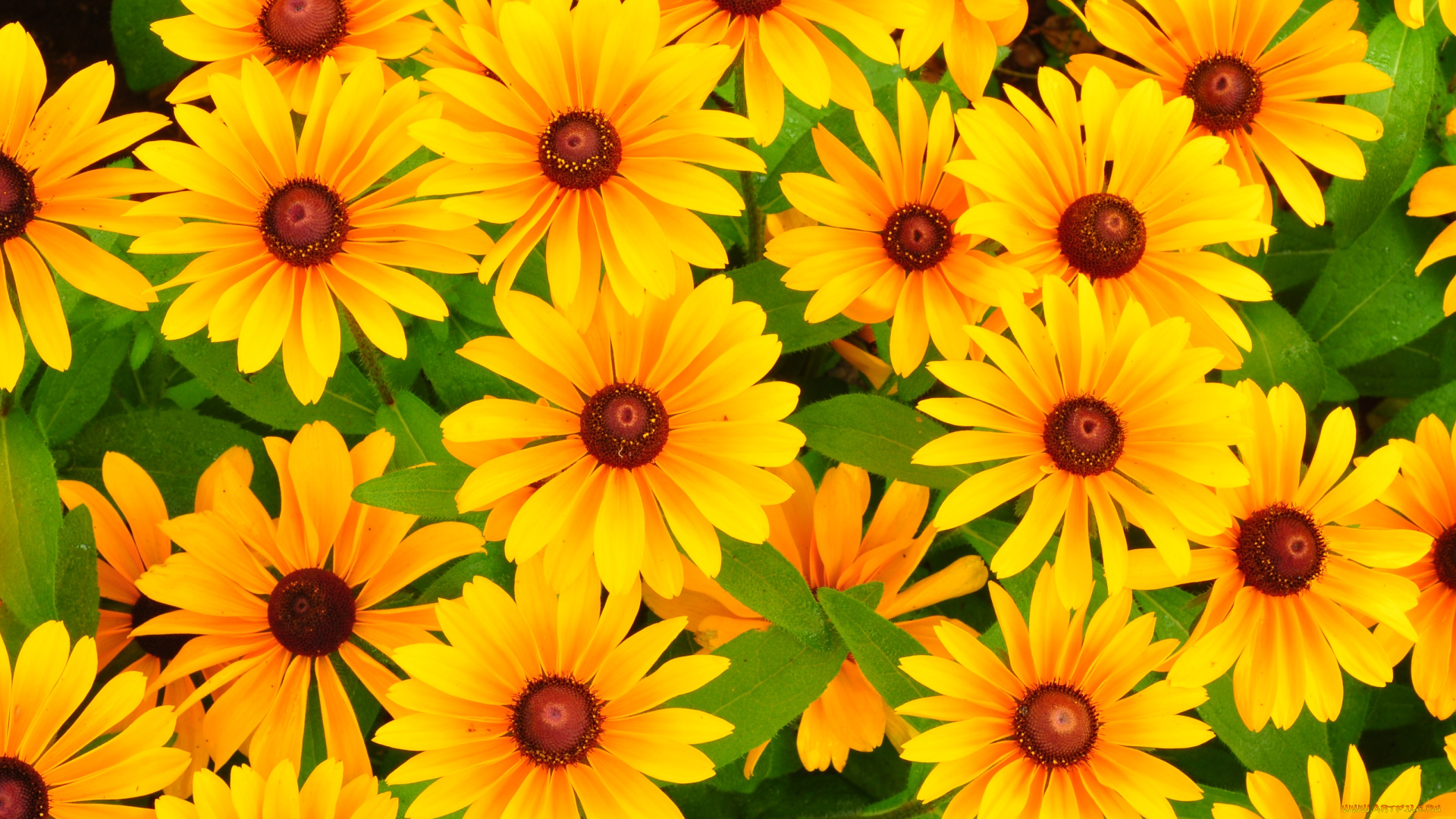 цветы, рудбекия, яркий, желтый