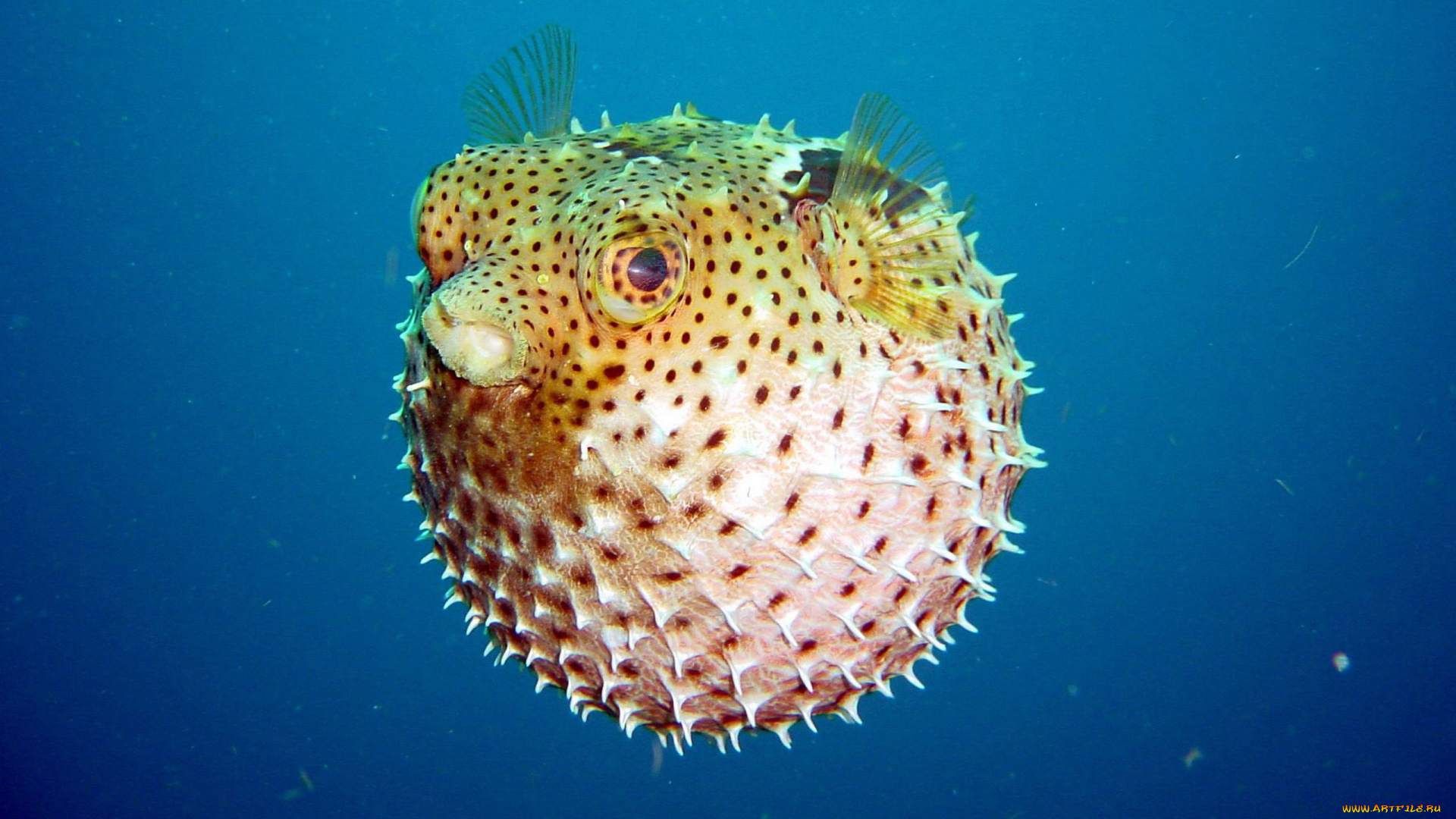 pufferfish, животные, рыбы, рыба-еж