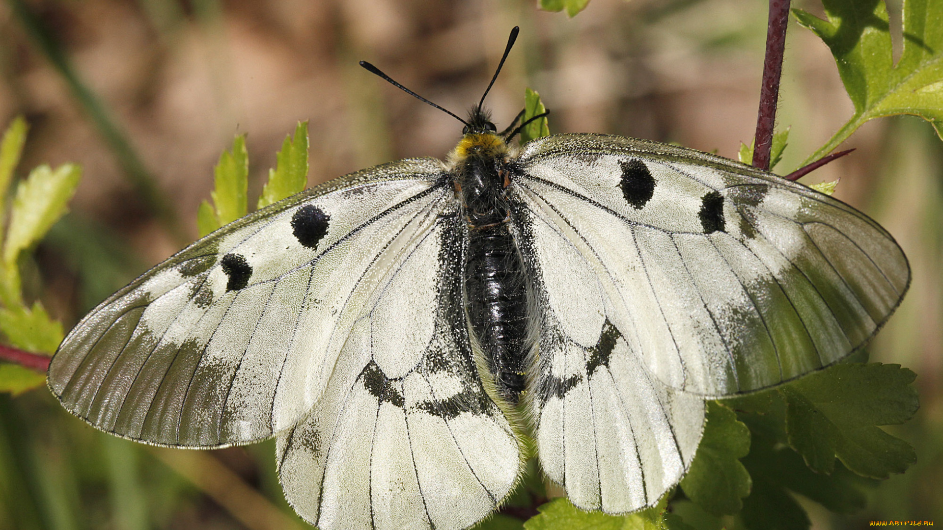 животные, бабочки, бабочка