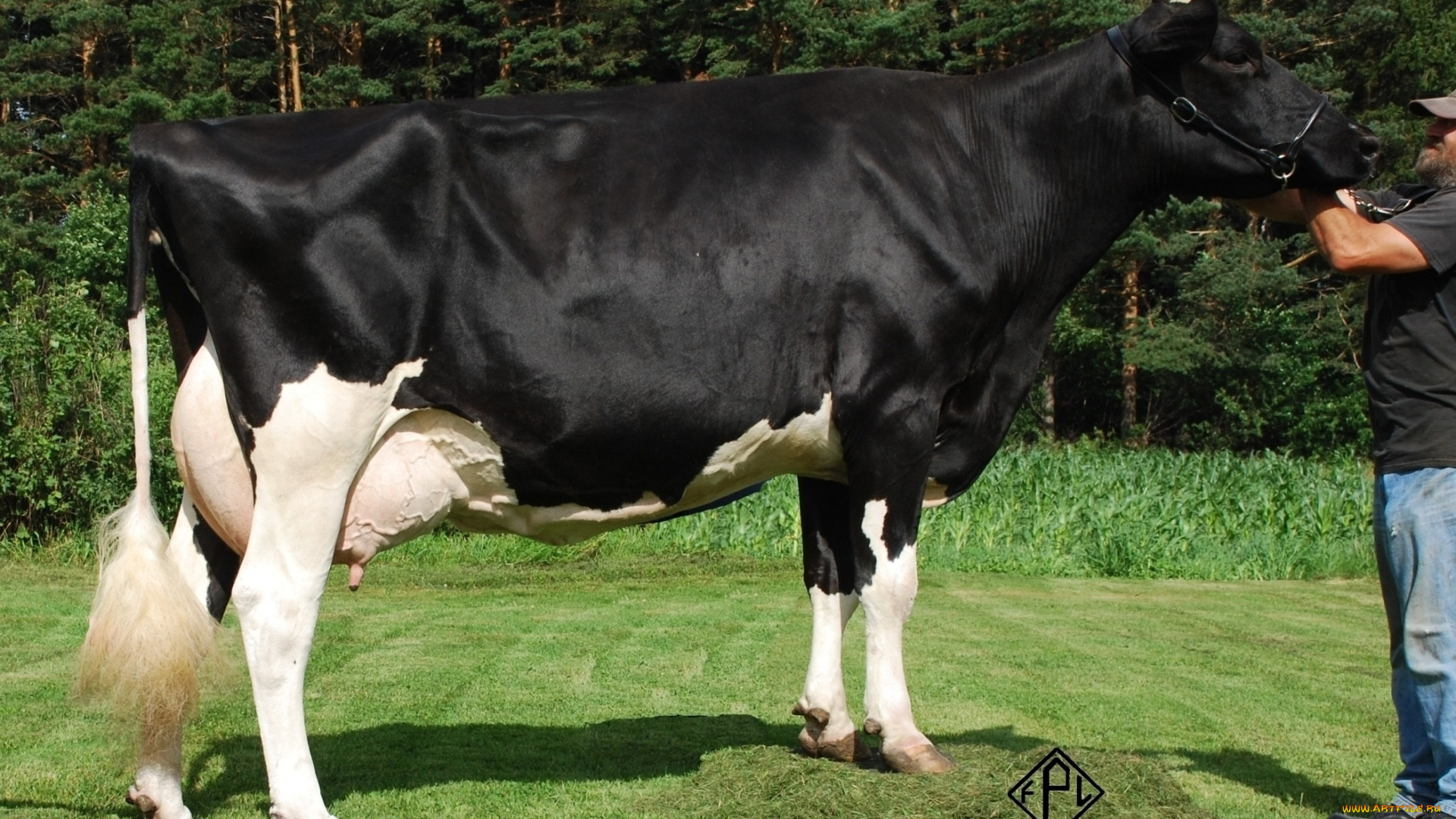 животные, коровы, буйволы, корова