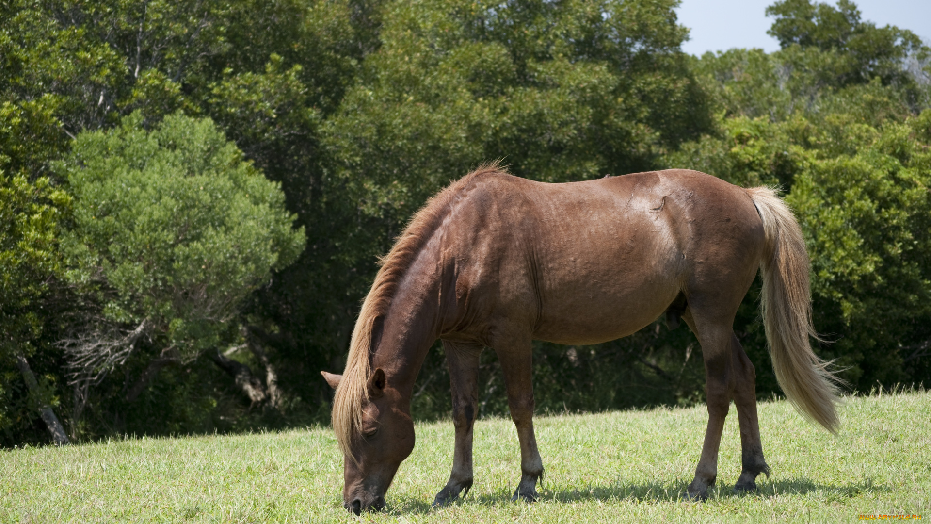 животные, лошади, лошадь
