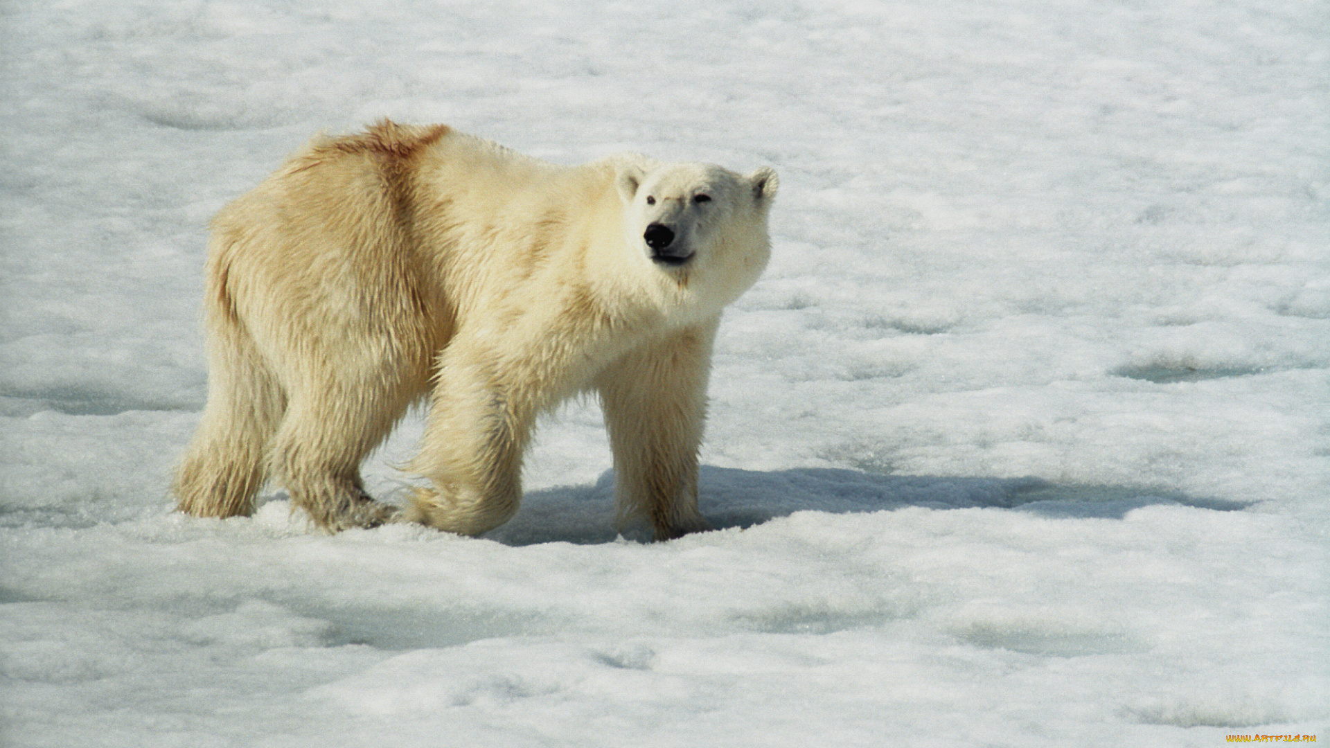 животные, медведи, медведь
