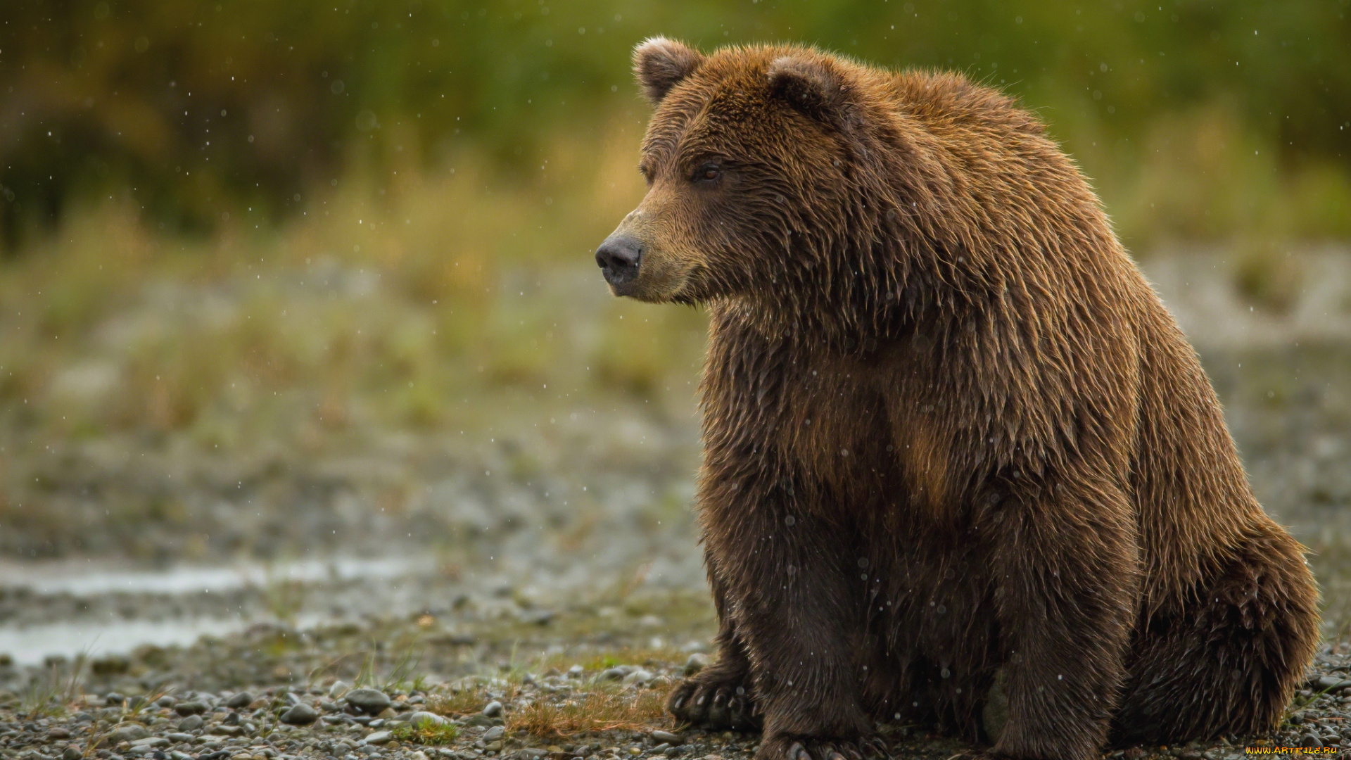 животные, медведи, мокрый, большой, бурый