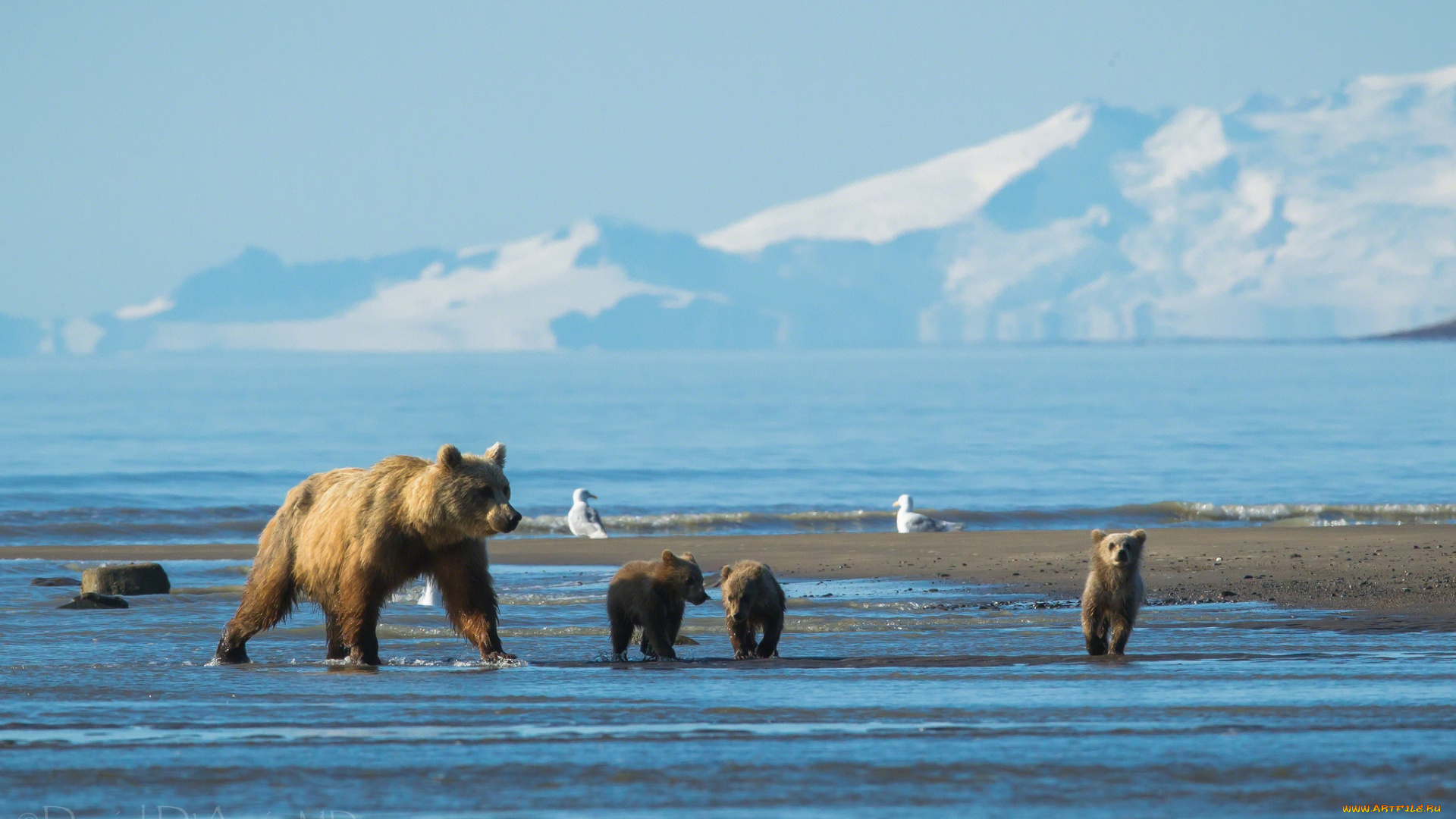 животные, медведи, побережье, мама, малыши