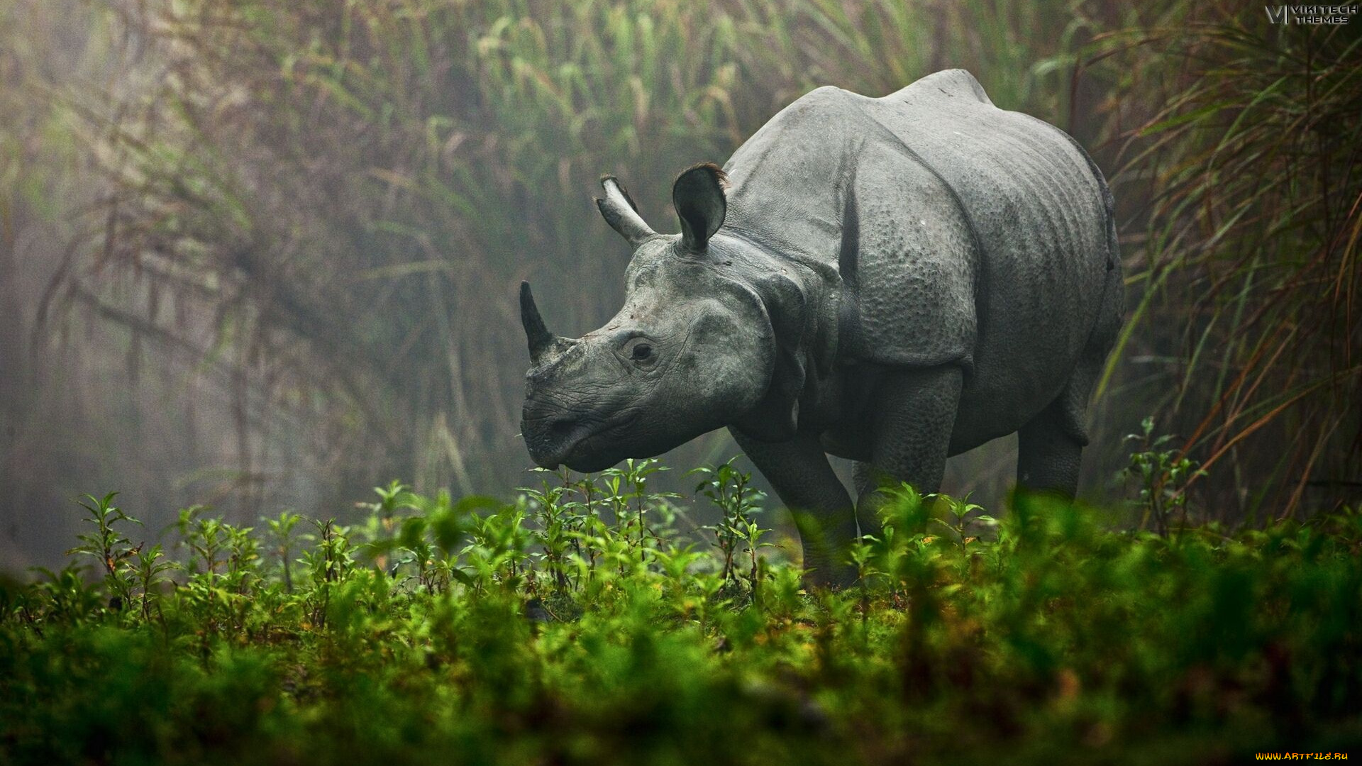 животные, носороги, носорог