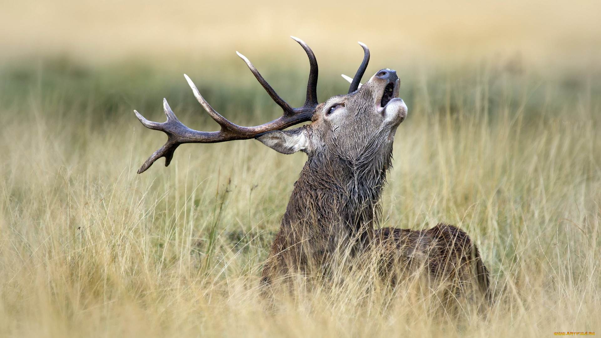 животные, олени, олень, природа, фон