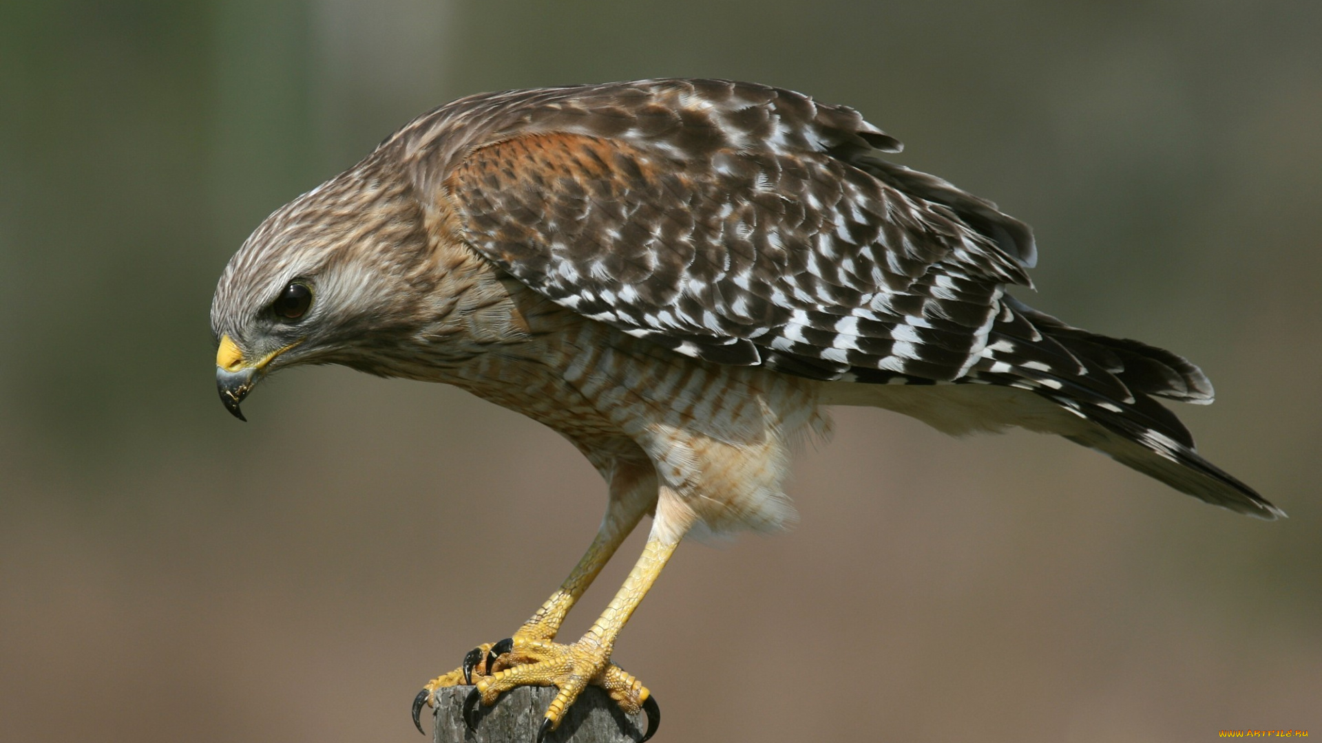 животные, птицы, хищники, сидит, когти, ястреб, птица