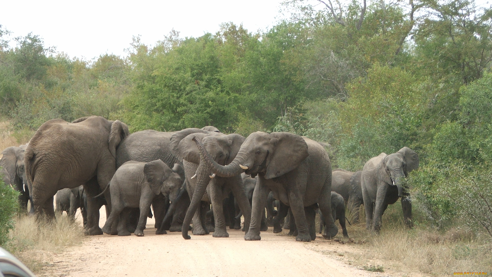 животные, слоны