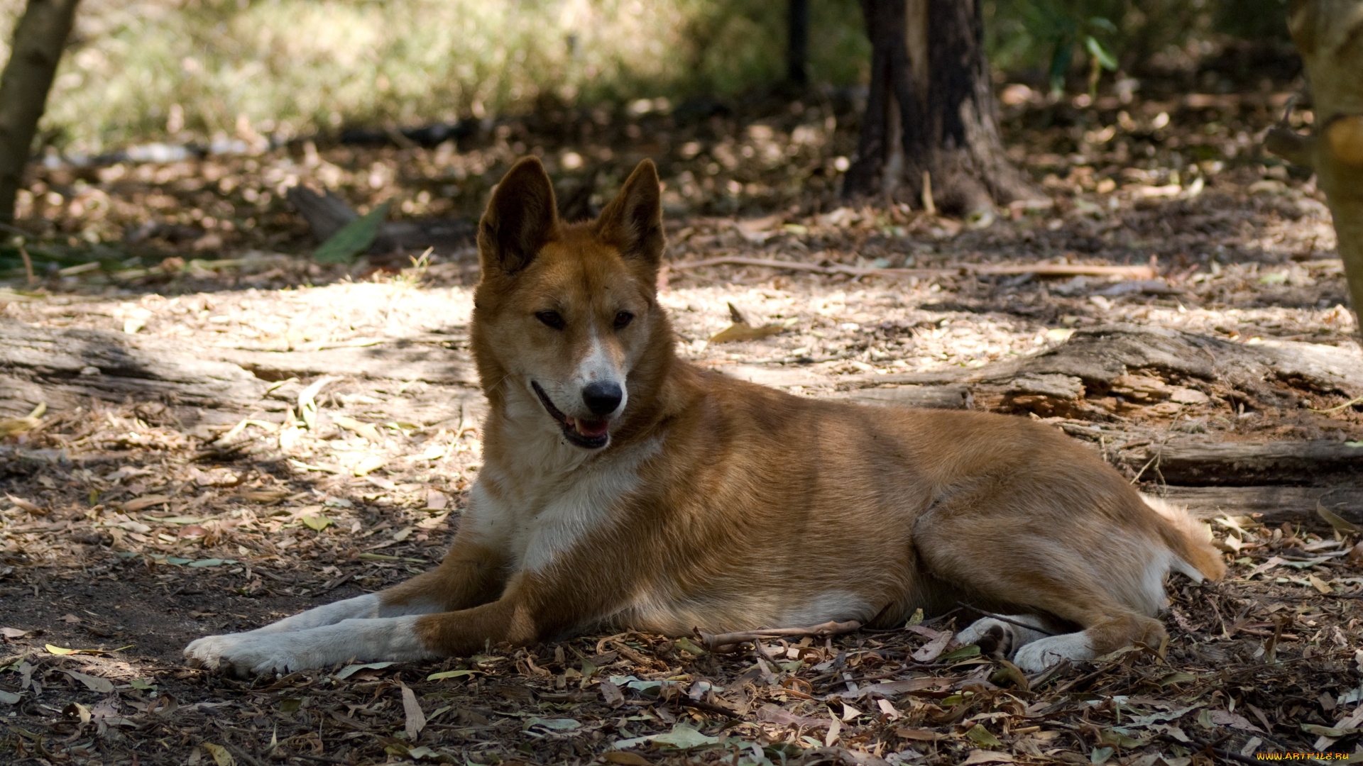 животные, собаки, лежит, собака, динго, отдыхает, тень, дикая