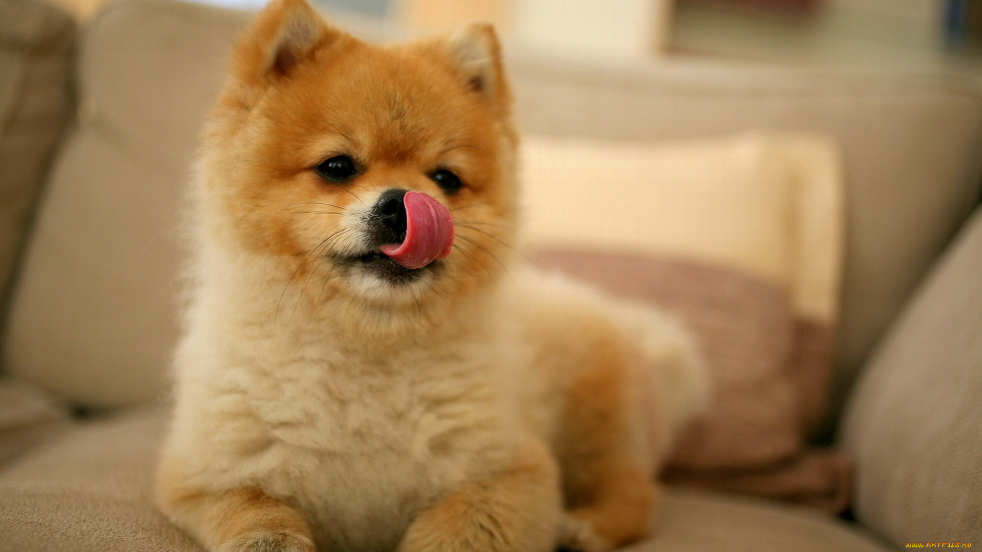 животные, собаки, мордочка, облизывается, акита, щенок