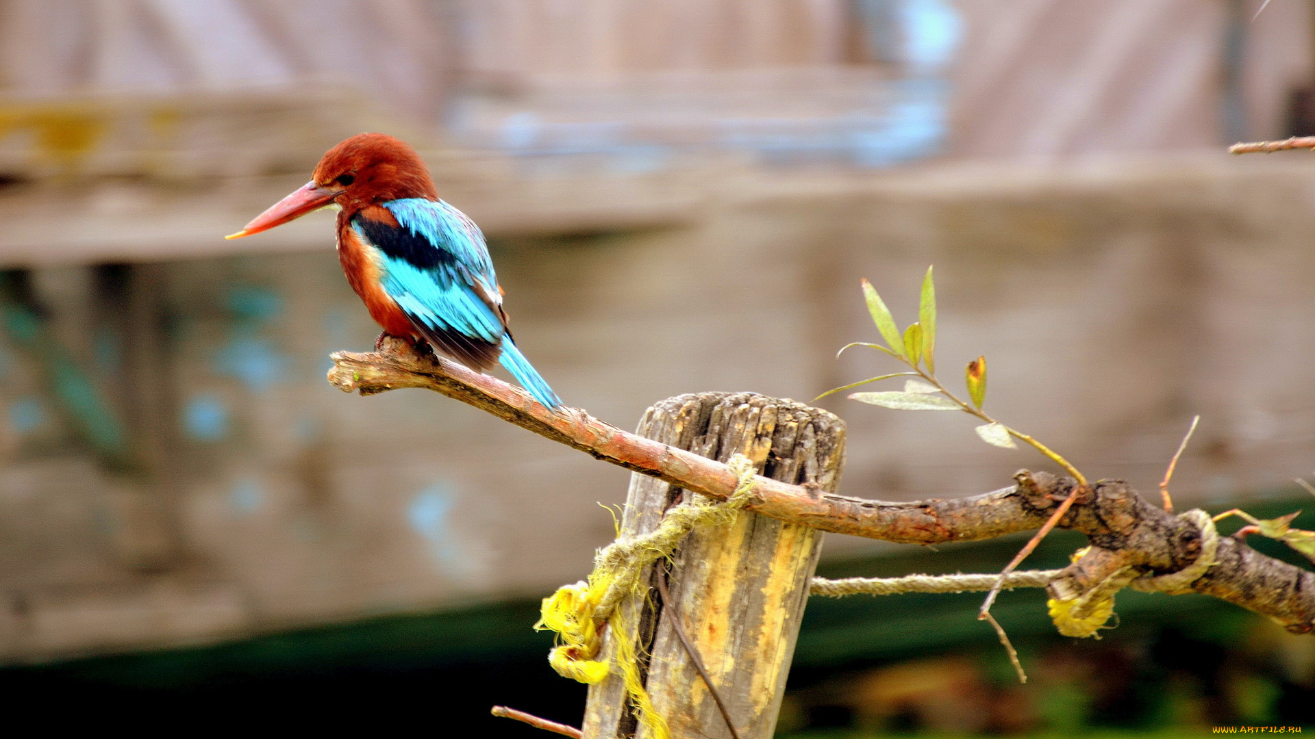 животные, зимородки, ветка, птичка