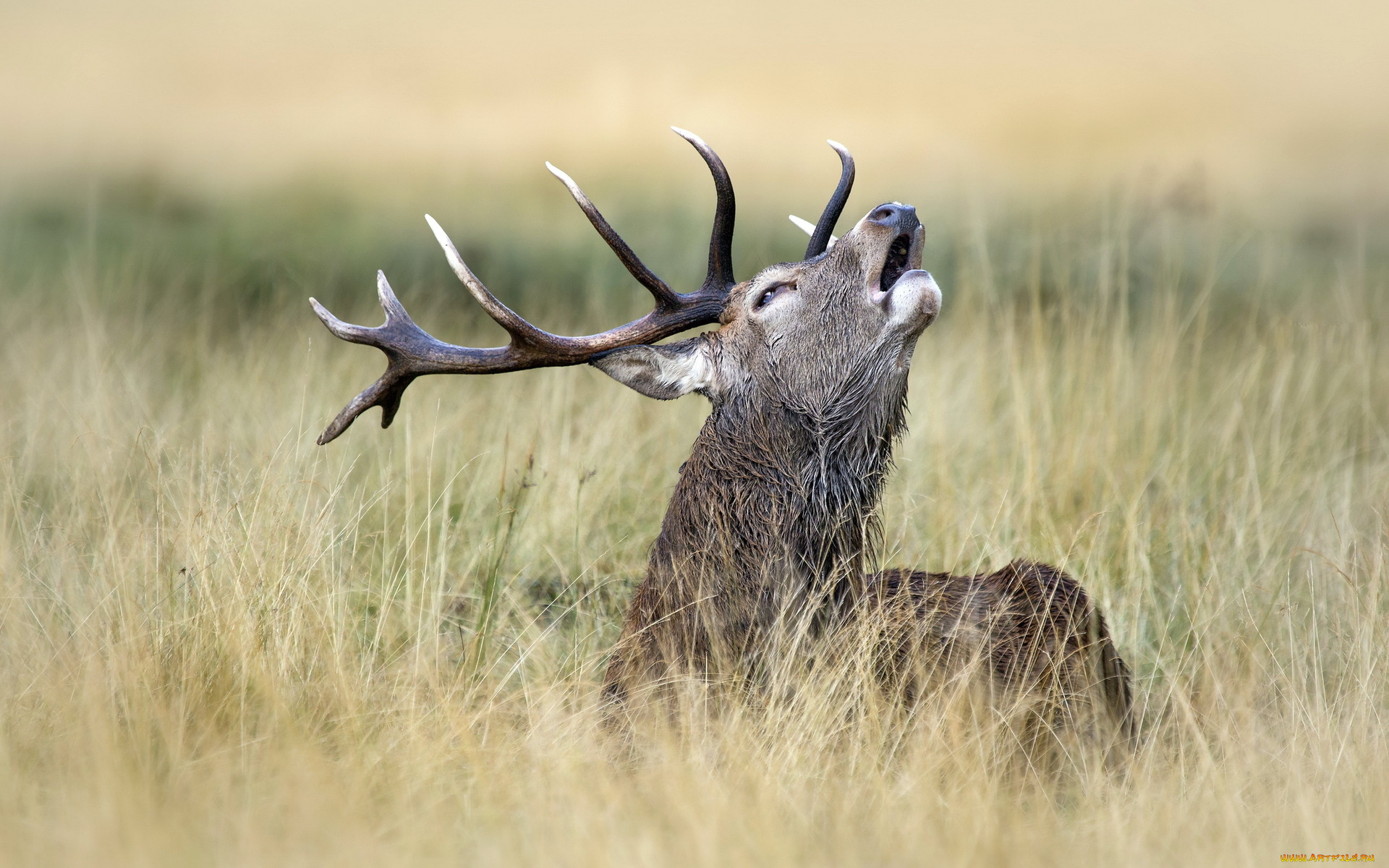 животные, олени, олень, природа, фон