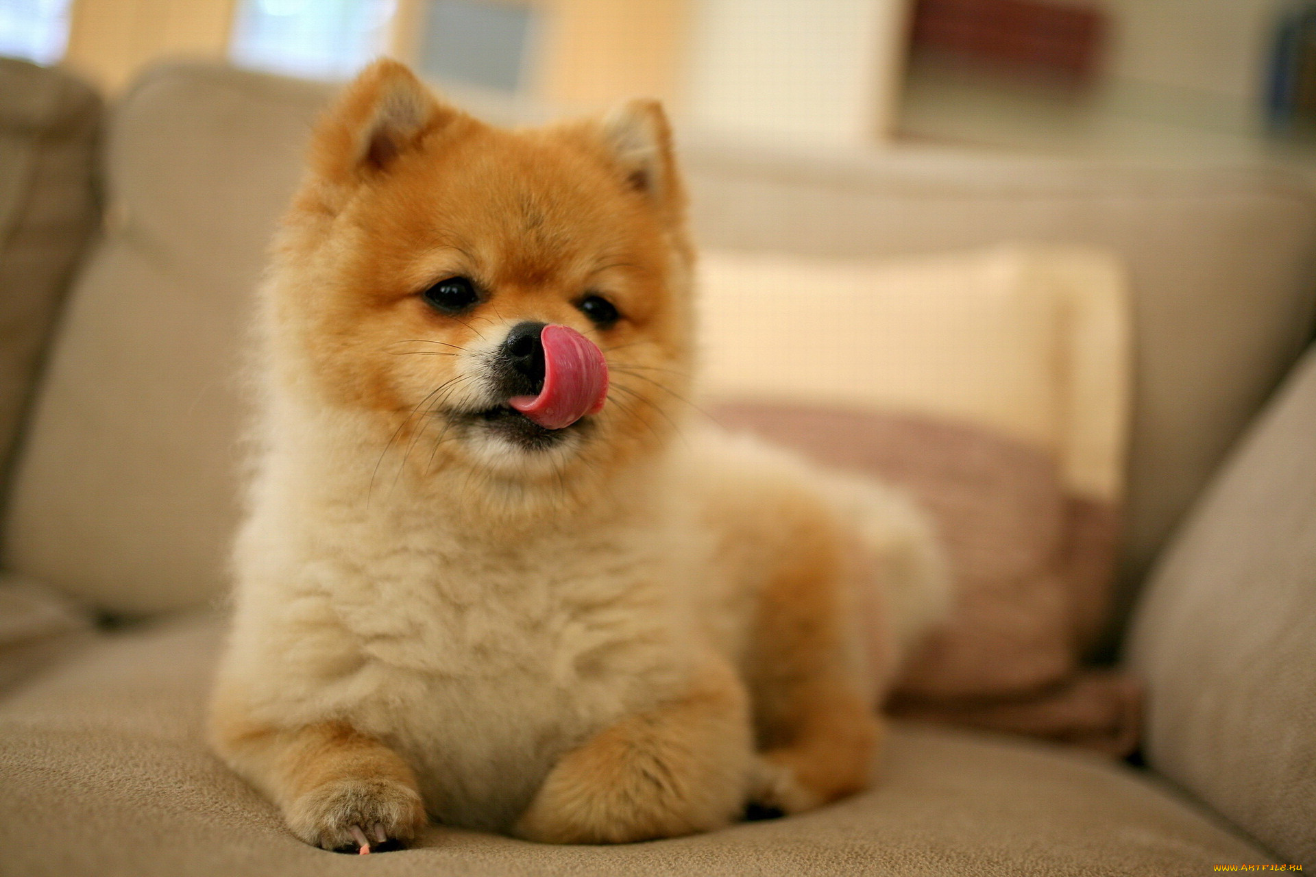 животные, собаки, мордочка, облизывается, акита, щенок