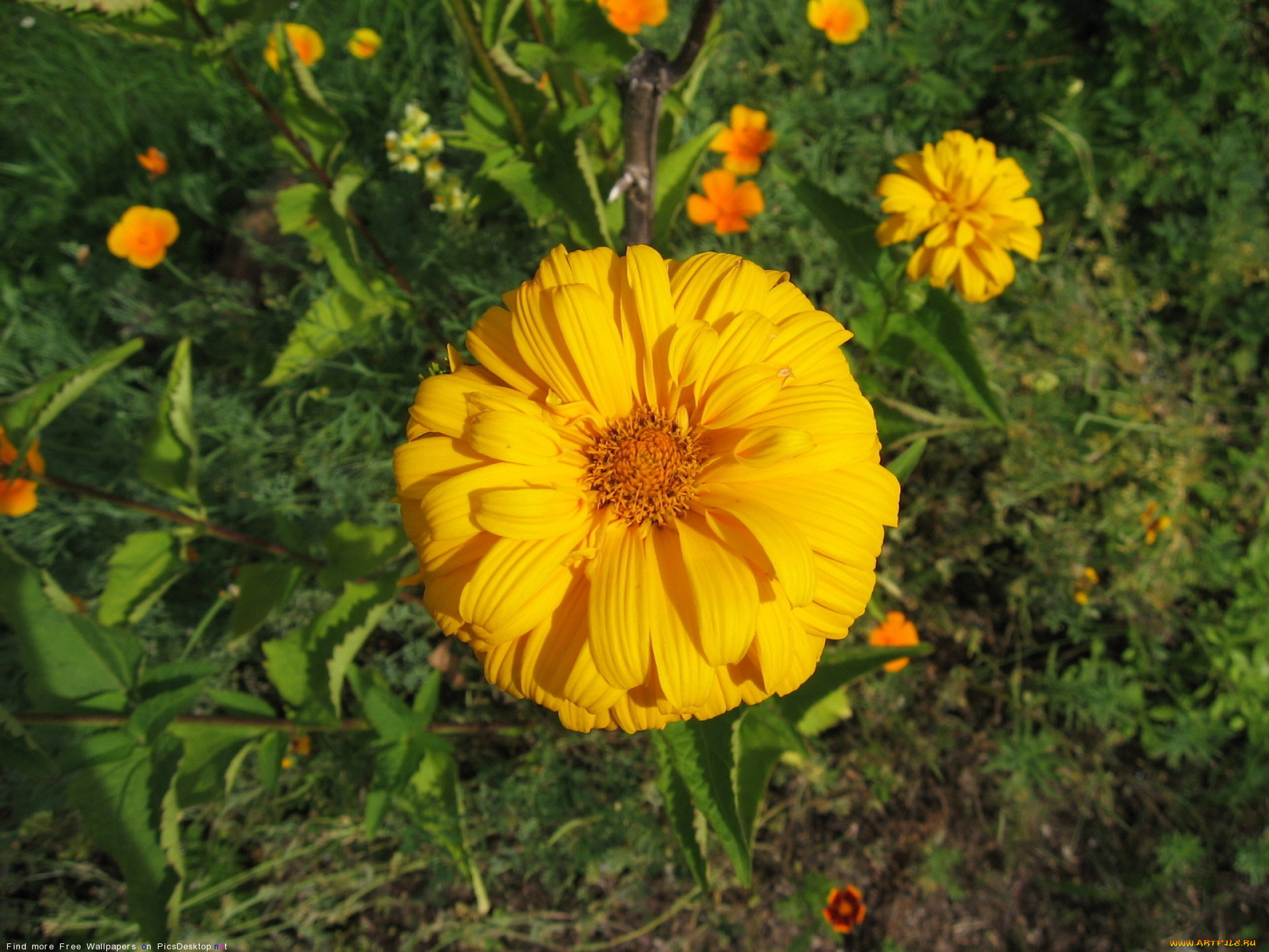 цветы, лепестки