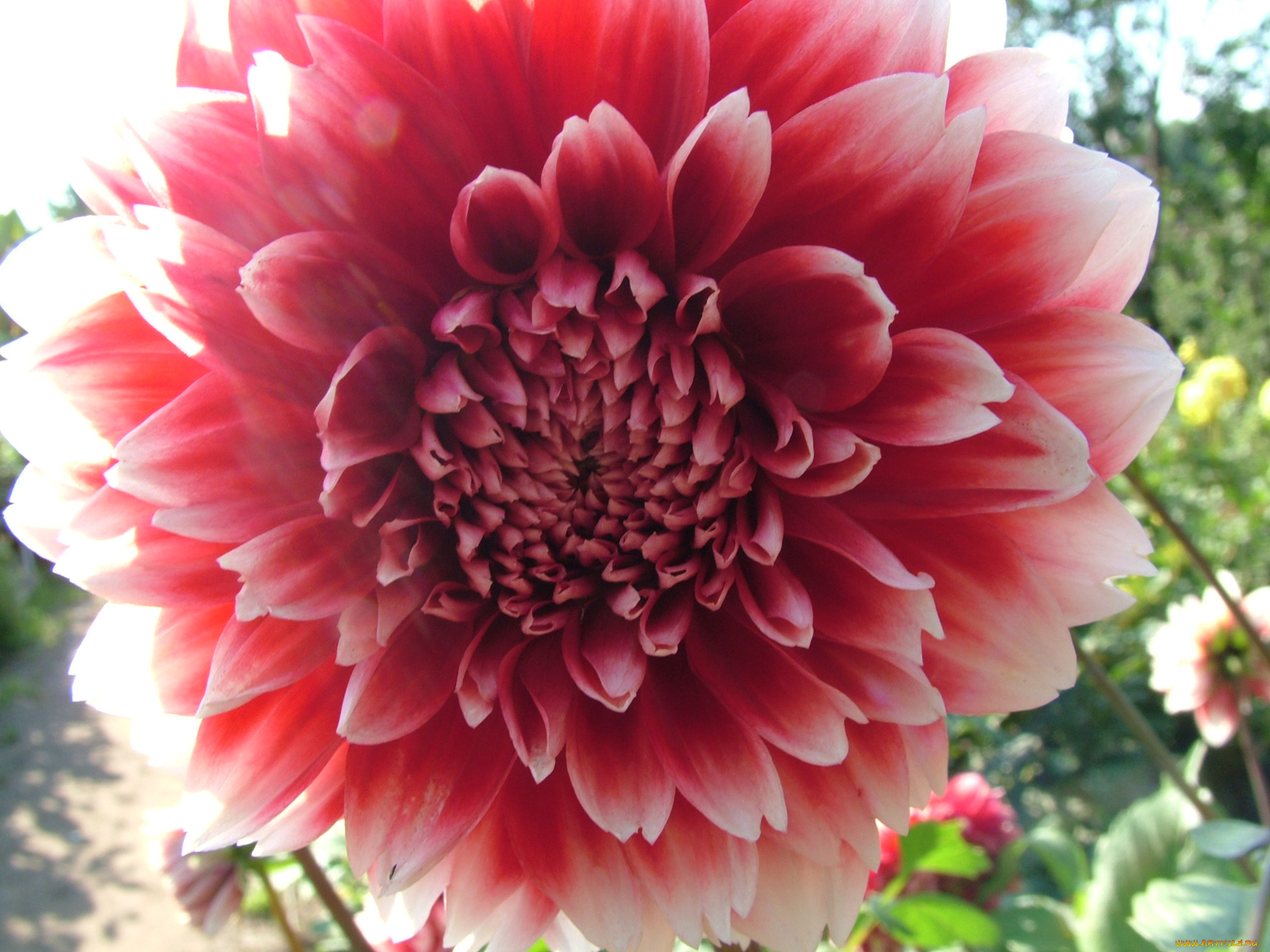 цветы, георгины