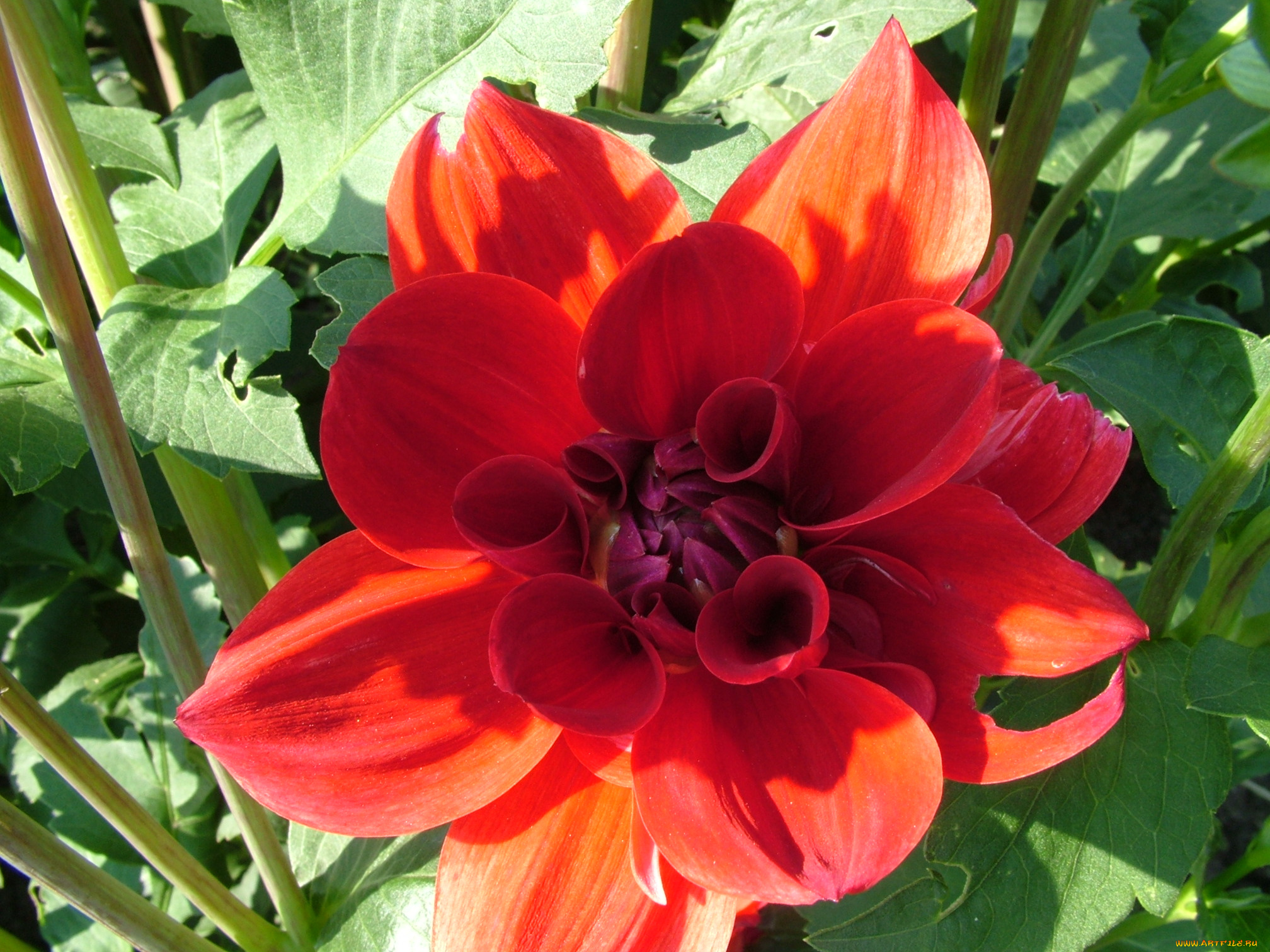 цветы, георгины