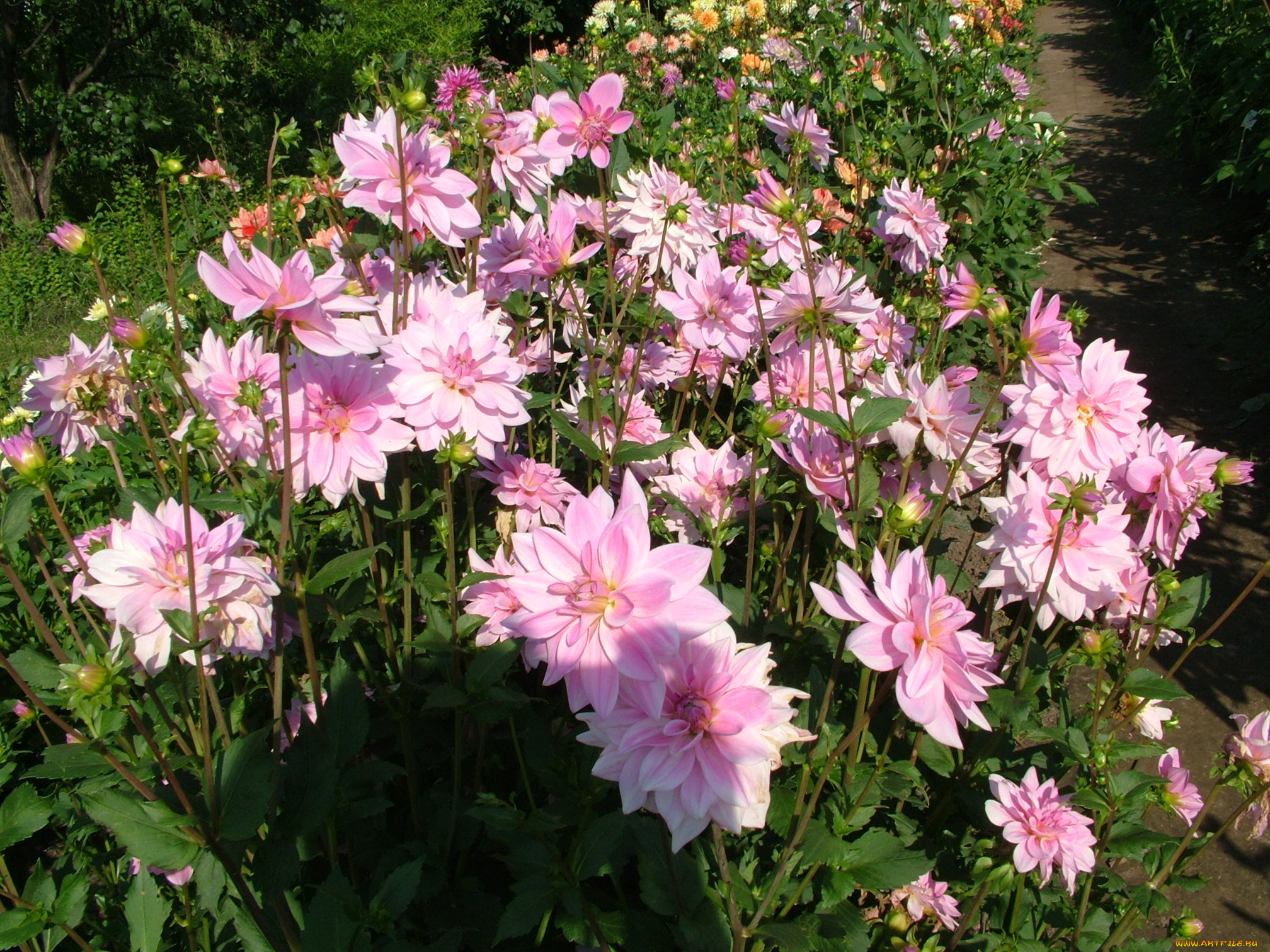 цветы, георгины