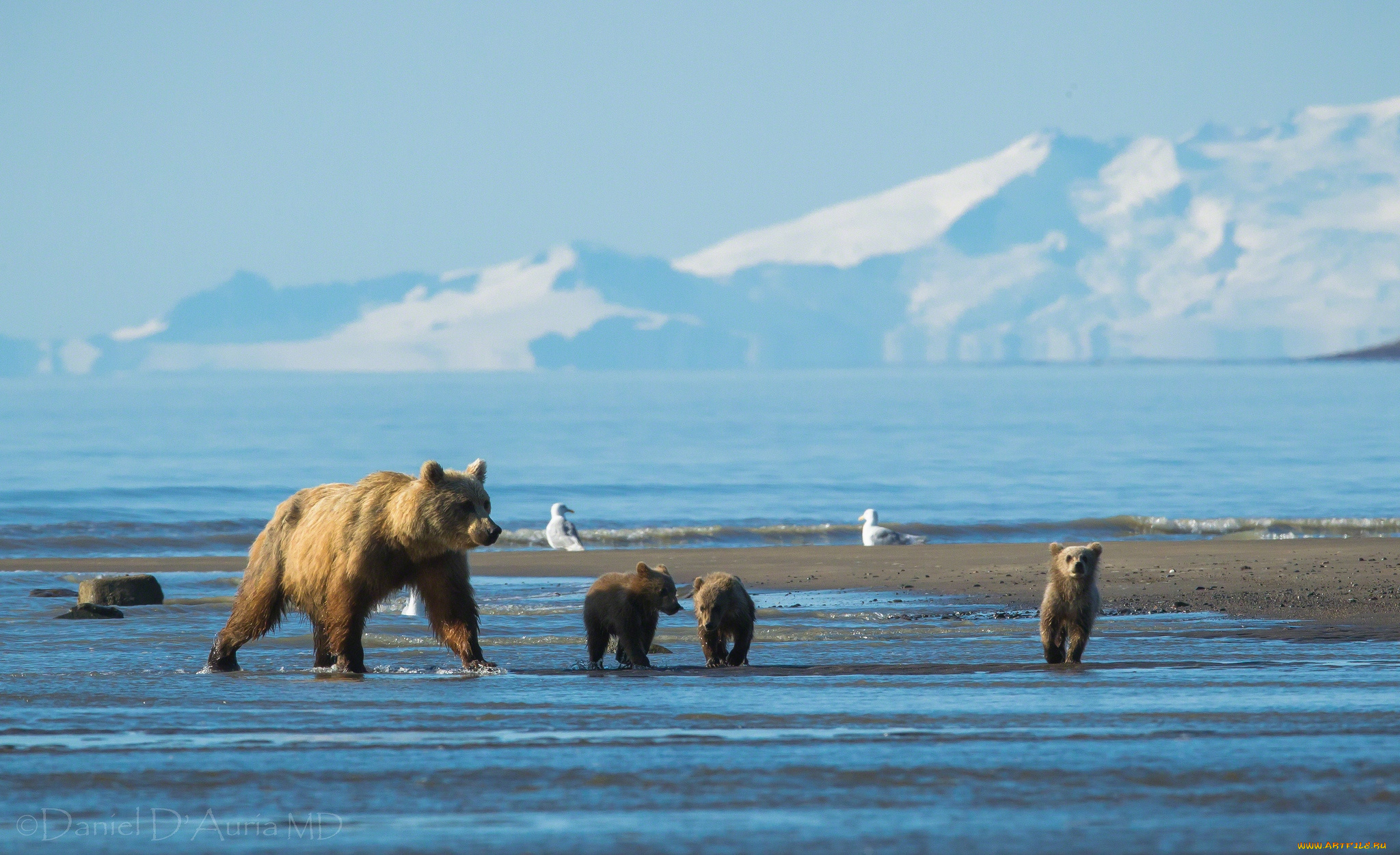 животные, медведи, побережье, мама, малыши