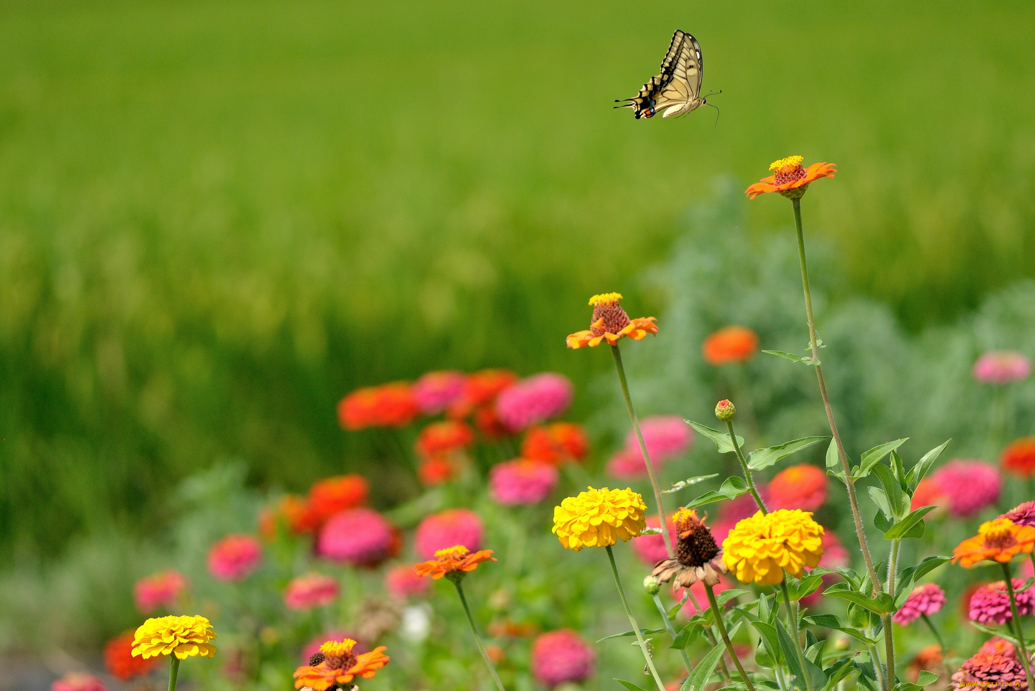 цветы, цинния, цветение, бабочка