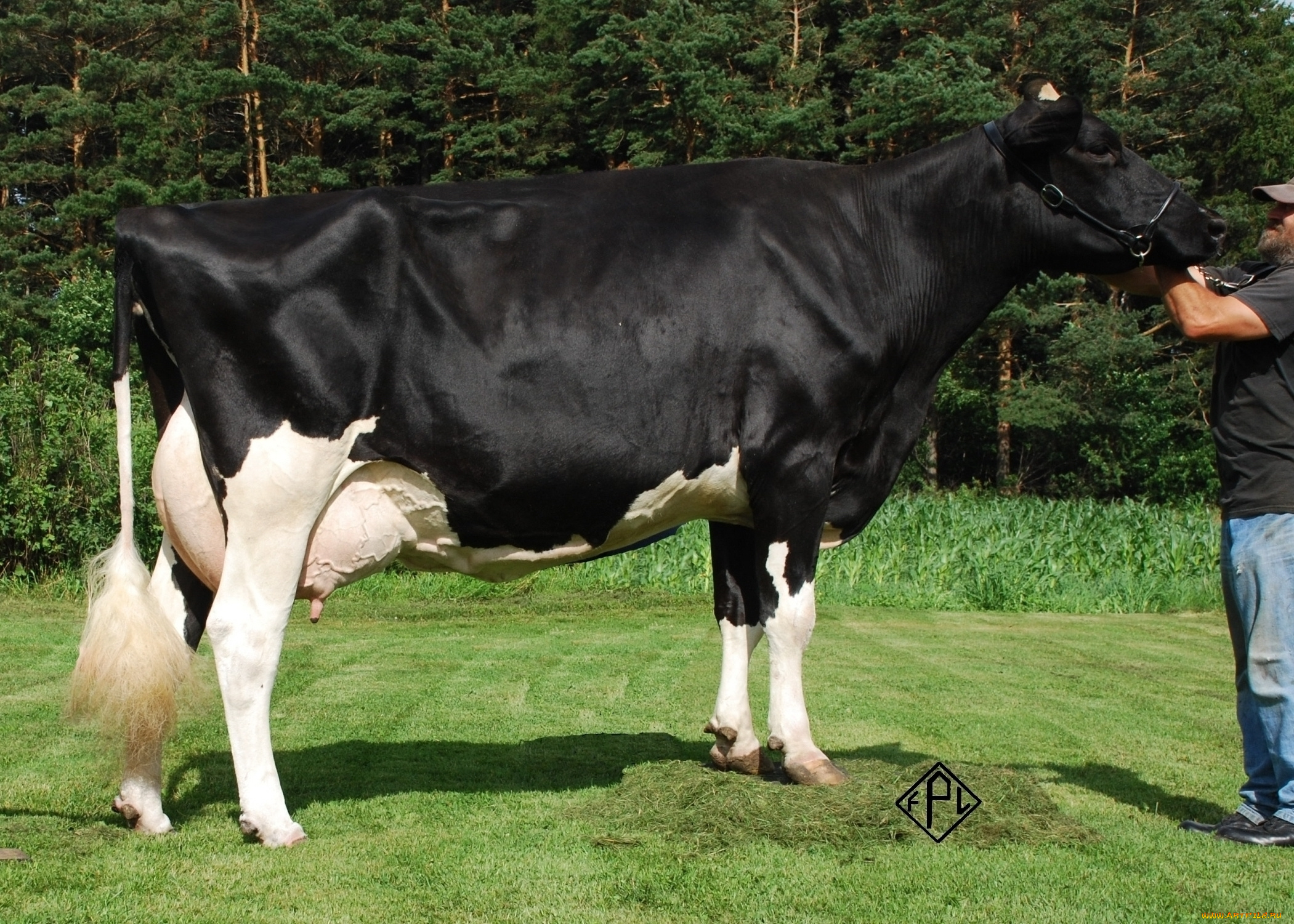 животные, коровы, буйволы, корова