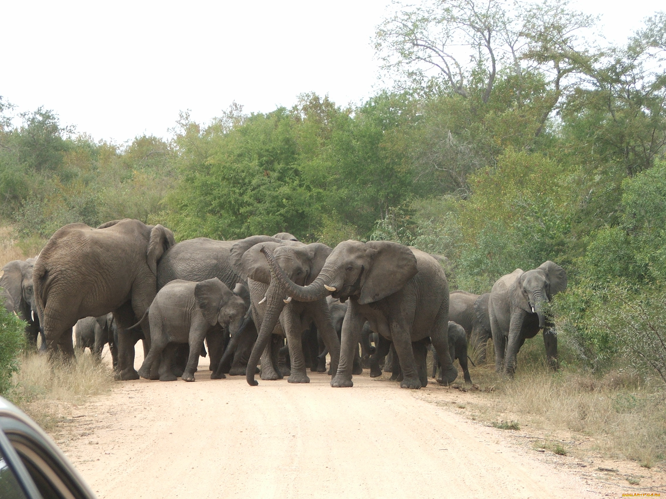 животные, слоны