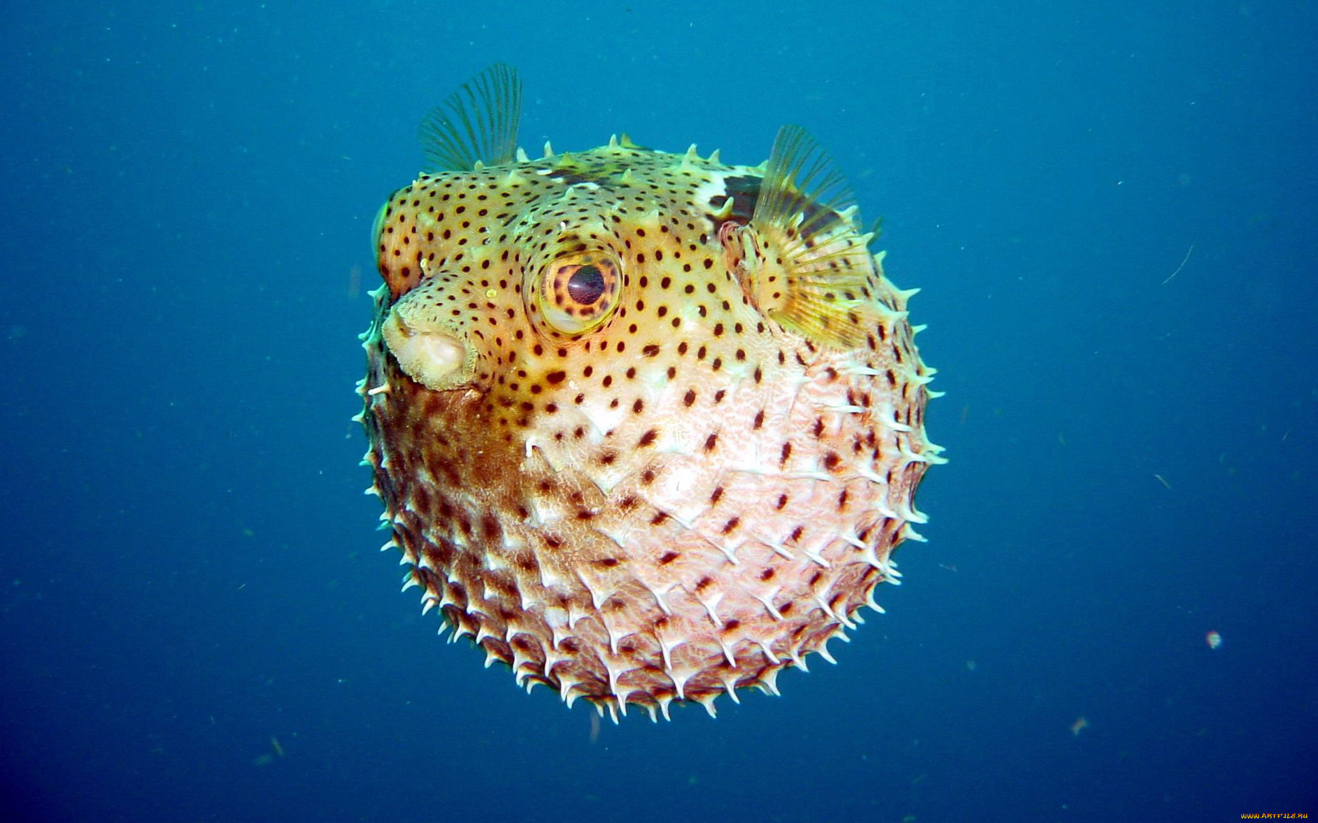 pufferfish, животные, рыбы, рыба-еж